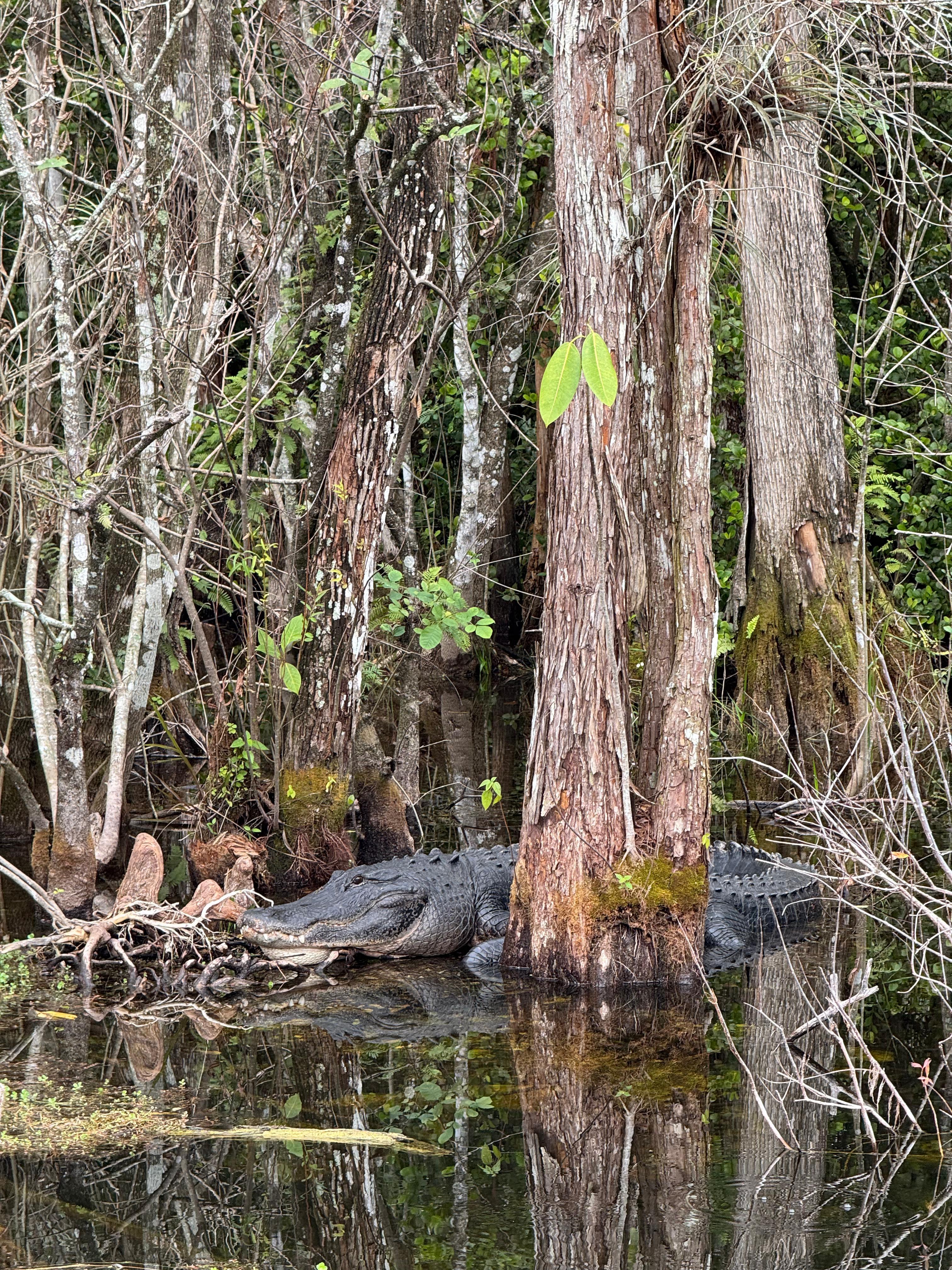 Small-Group Everglades Eco-Adventure & Private Islands Tour