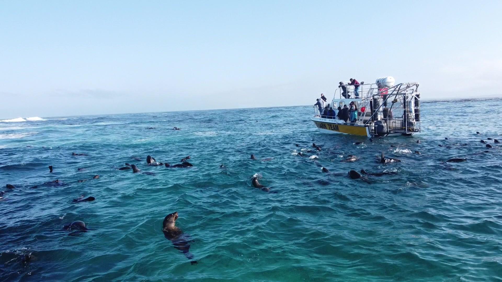 Shark Cage Diving from Cape Town or Hermanus – White Shark Projects