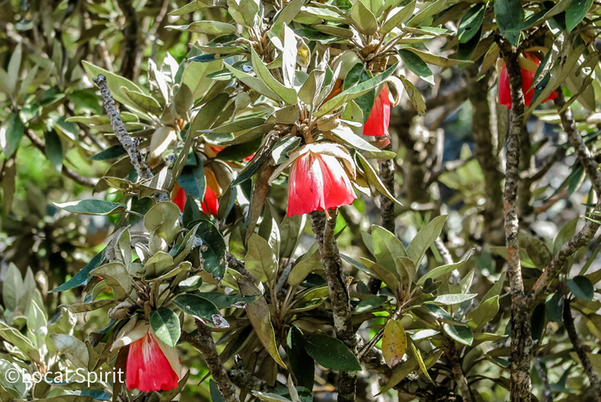 Le Morne Brabant: UNESCO Heritage Guided Hike