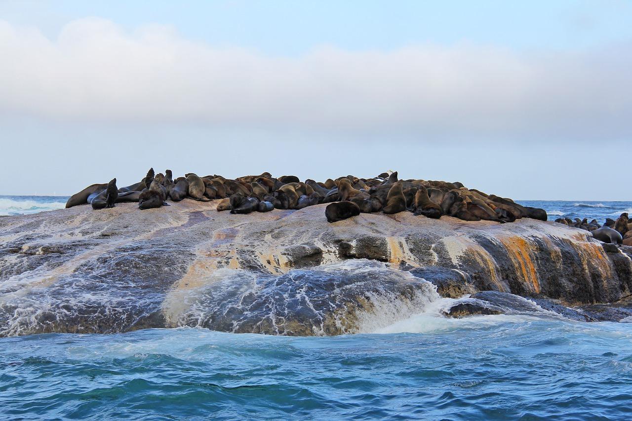Cape Town Full-Day Tour: Table Mountain, Cape Point & Penguin Colony