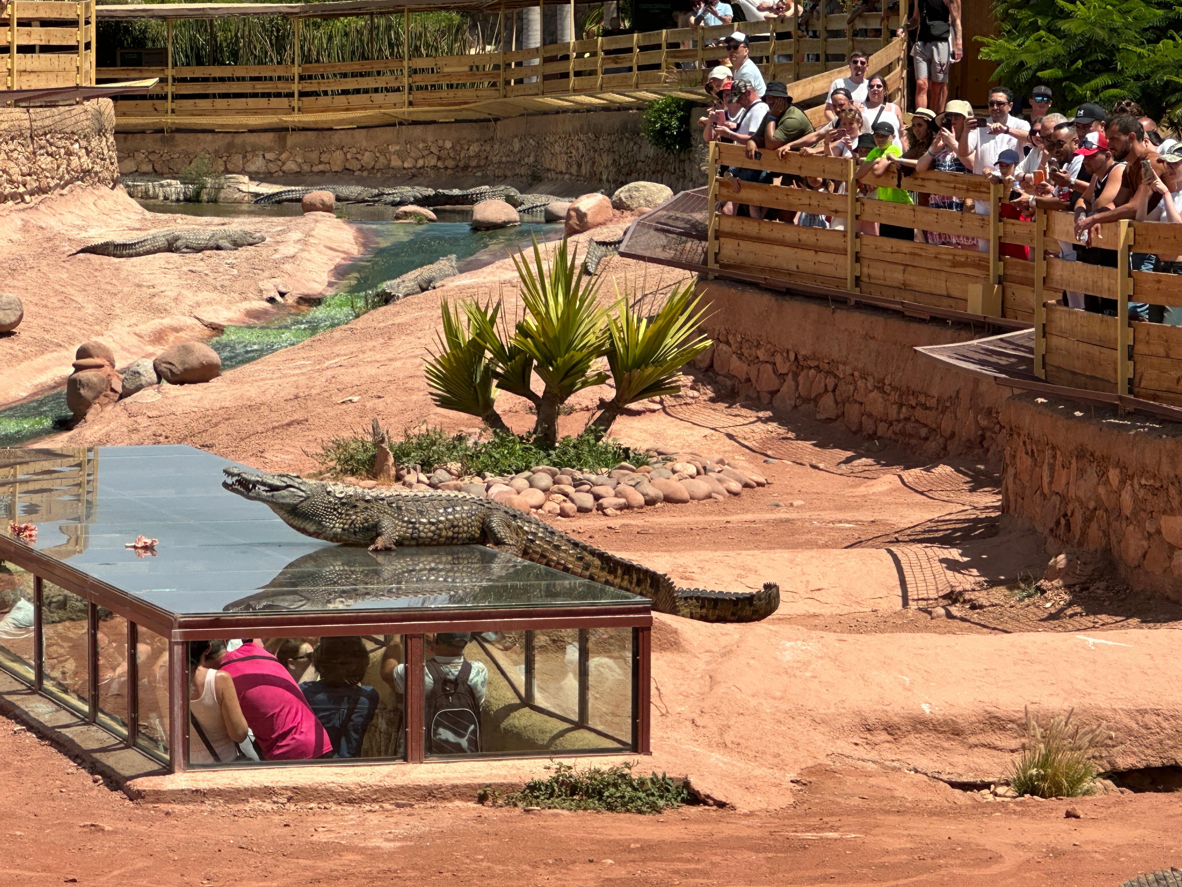 Agadir: Argan Goats and Crocoparc Excursion