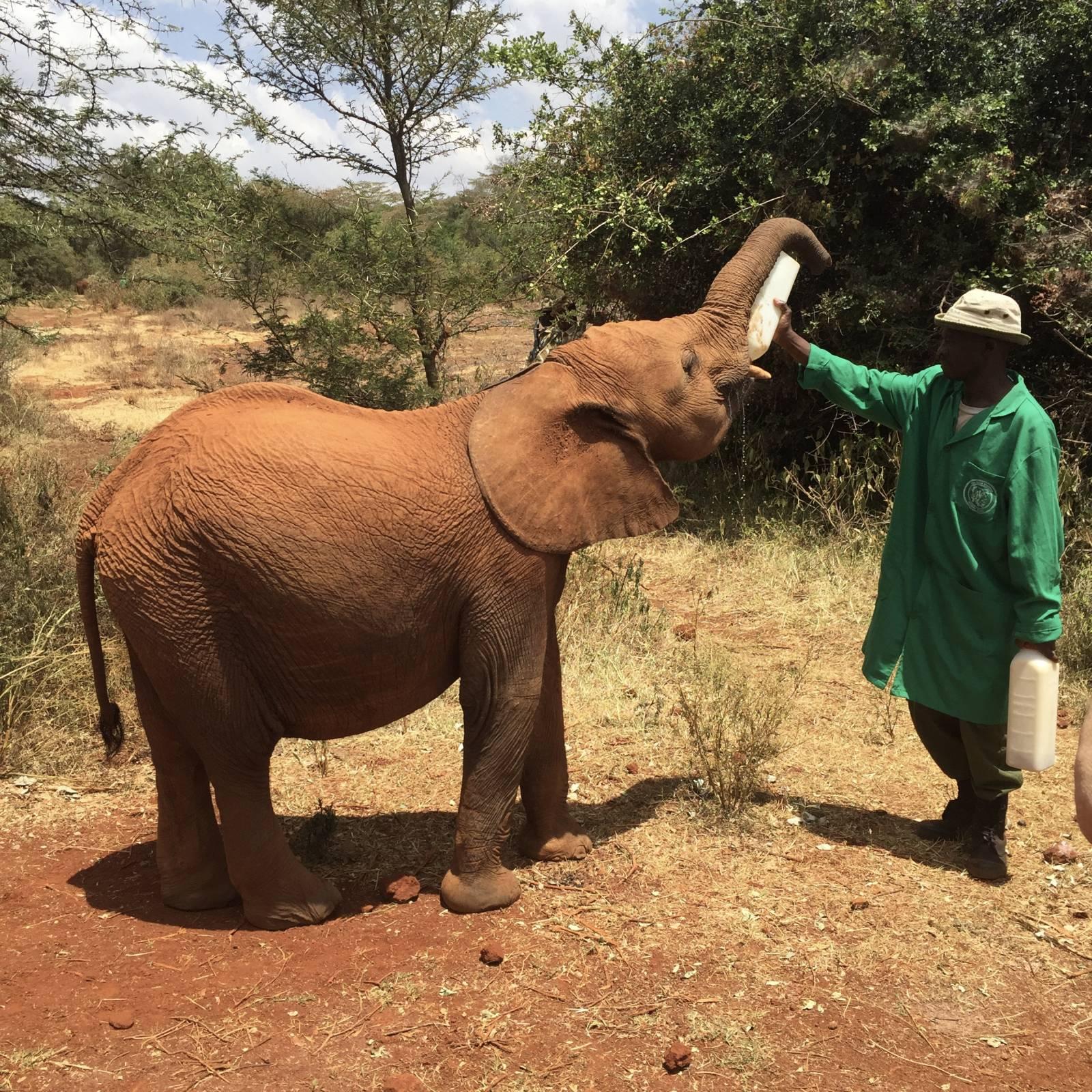 Nairobi Safari Highlights: Wildlife Parks & Elephant Sanctuary