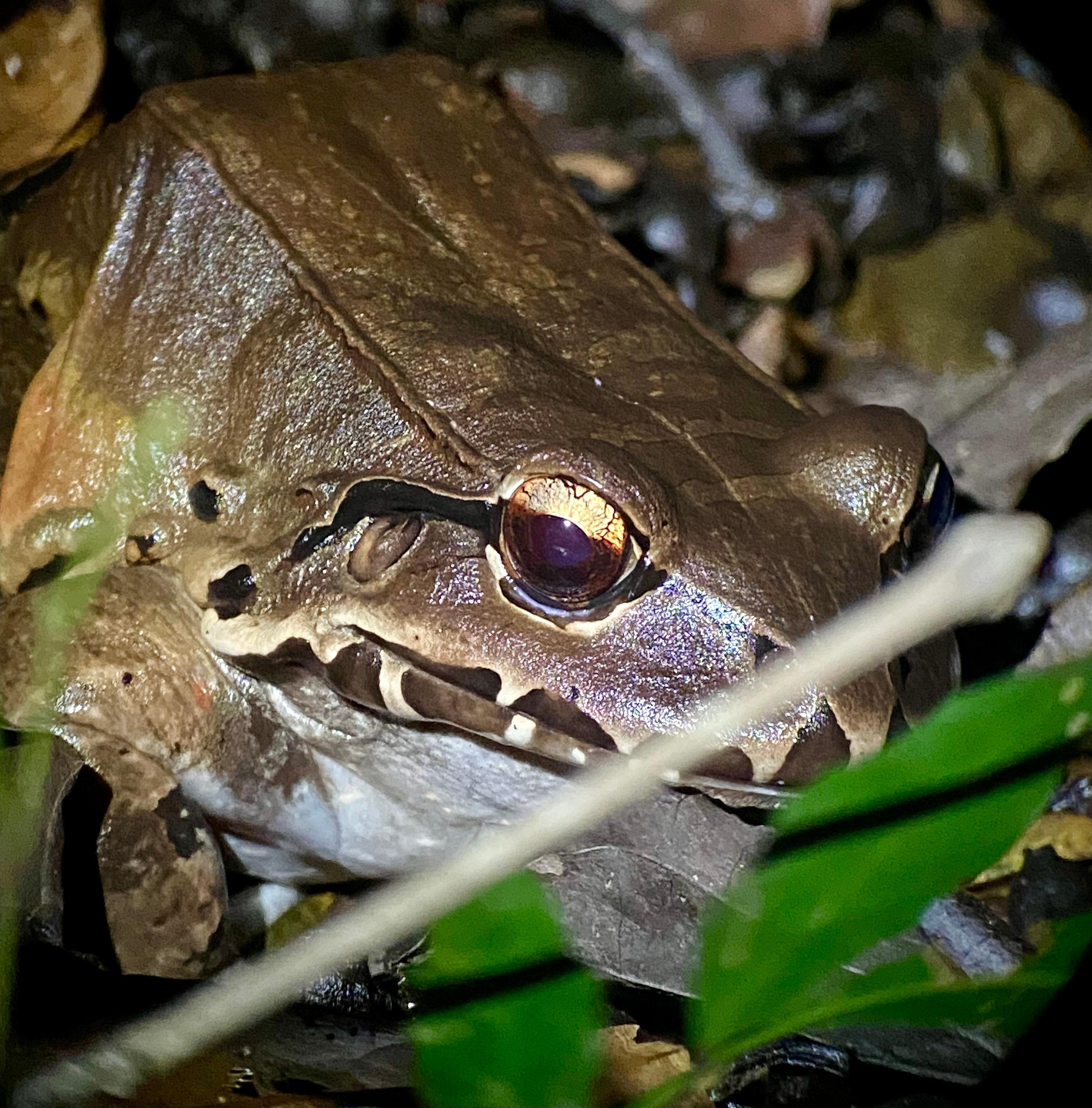 Manuel Antonio Night Wildlife Walk with Expert Naturalist