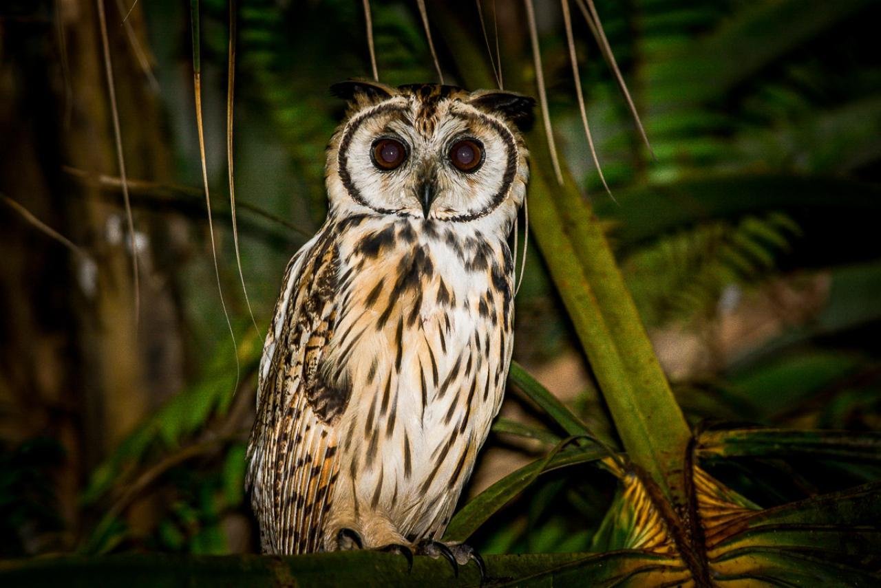 Night Mangrove Safari with Dinner
