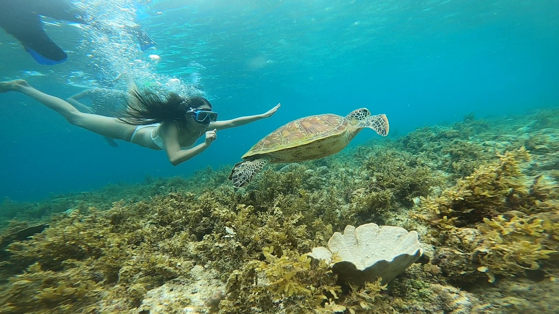 Cebu Full-Day Moalboal Sardine Run & Kawasan Canyoneering