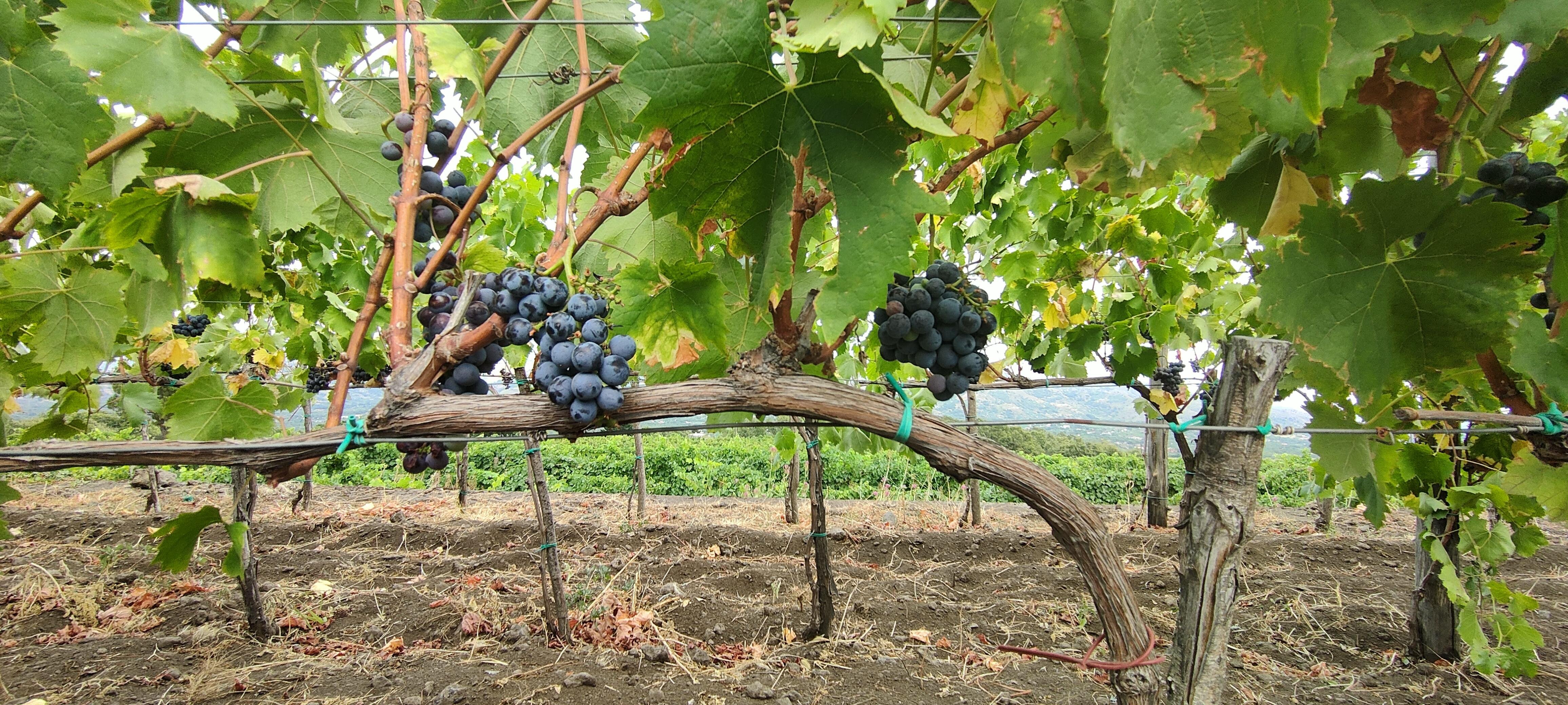 Etna Wine Tasting & Scenic Villages Tour from Taormina
