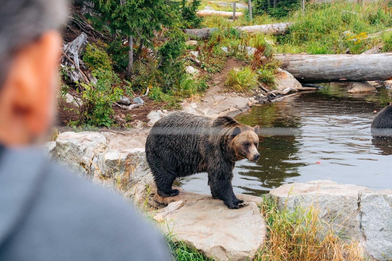 Capilano Suspension Bridge & Grouse Mountain Full-Day Tour