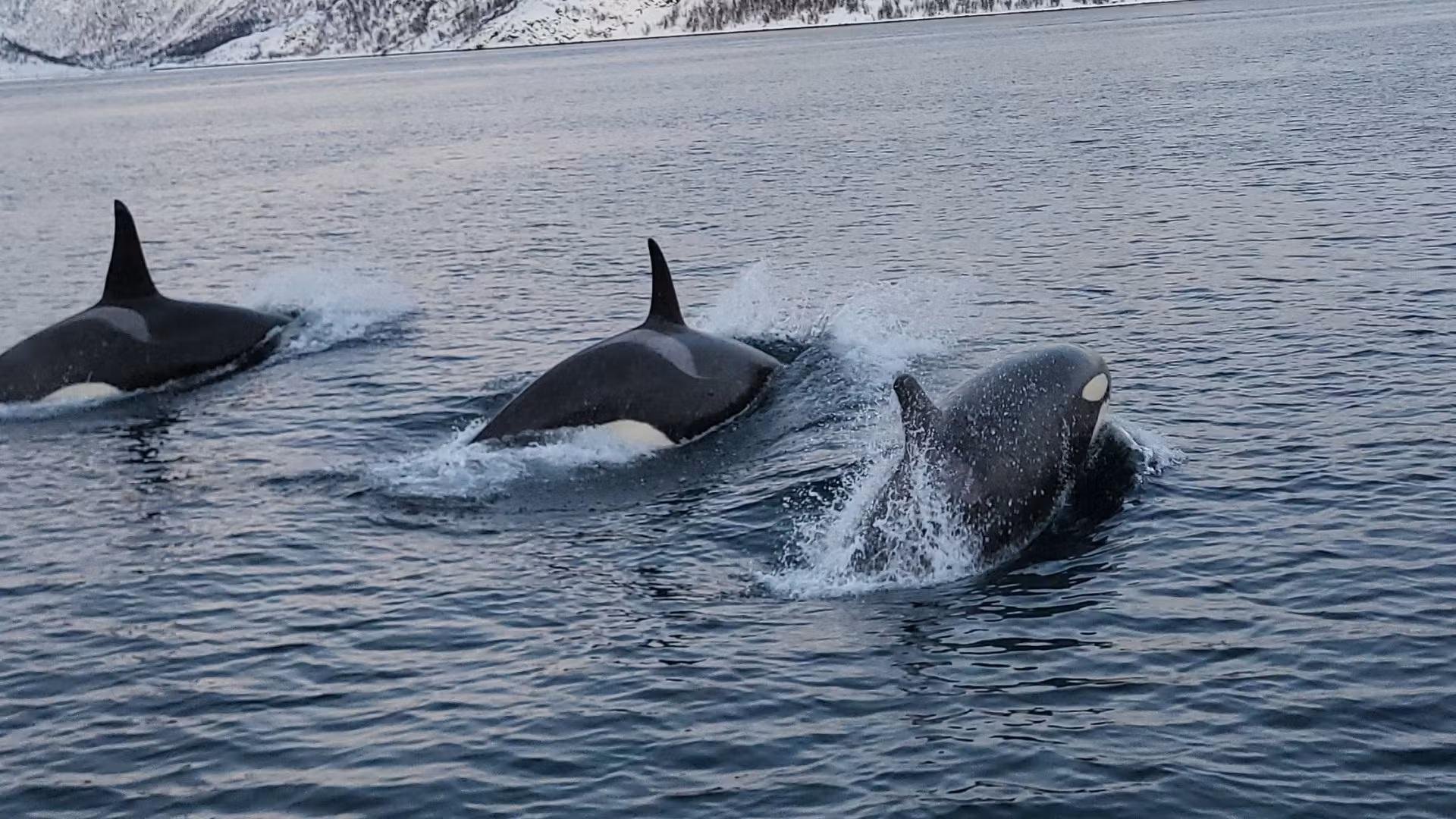 Alta Fjord Whale & Seabird Watching Expedition