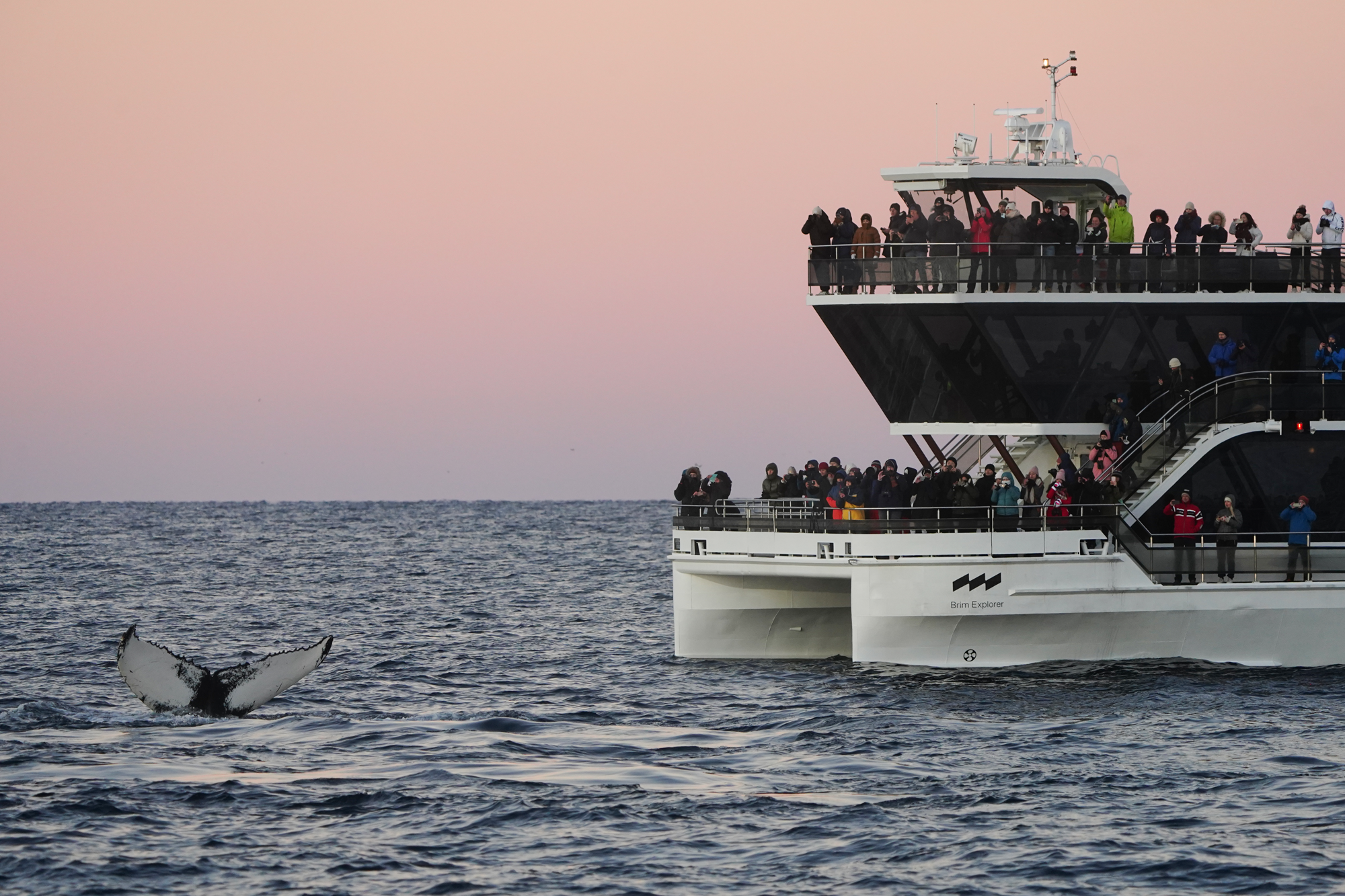 Tromsø: Whale Watching Tour by Hybrid-Electric Boat
