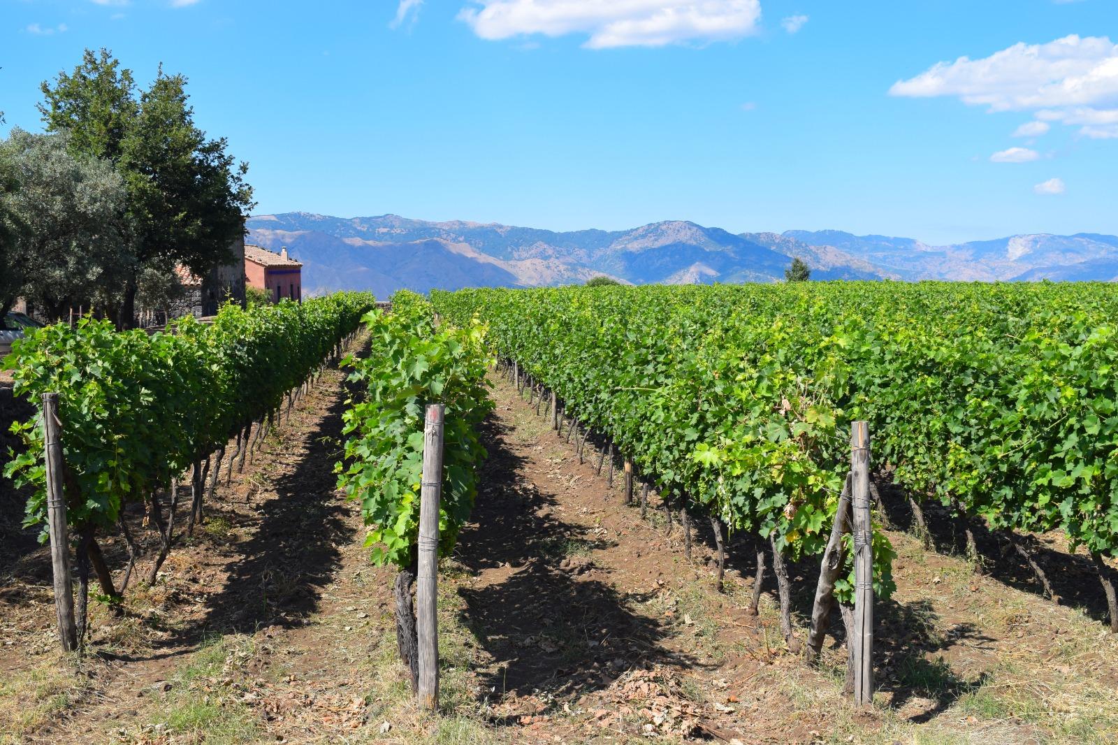 Etna Wine Tasting & Scenic Villages Tour from Taormina