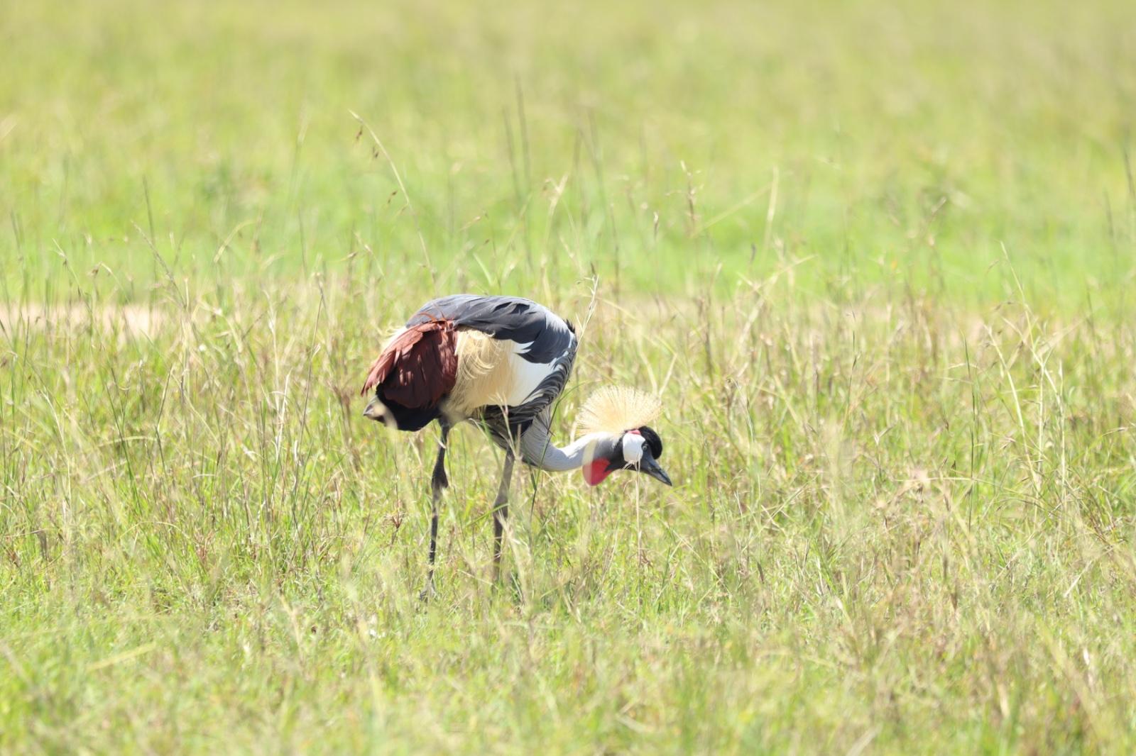 Maasai Mara Express: 1-Day Safari from Nairobi