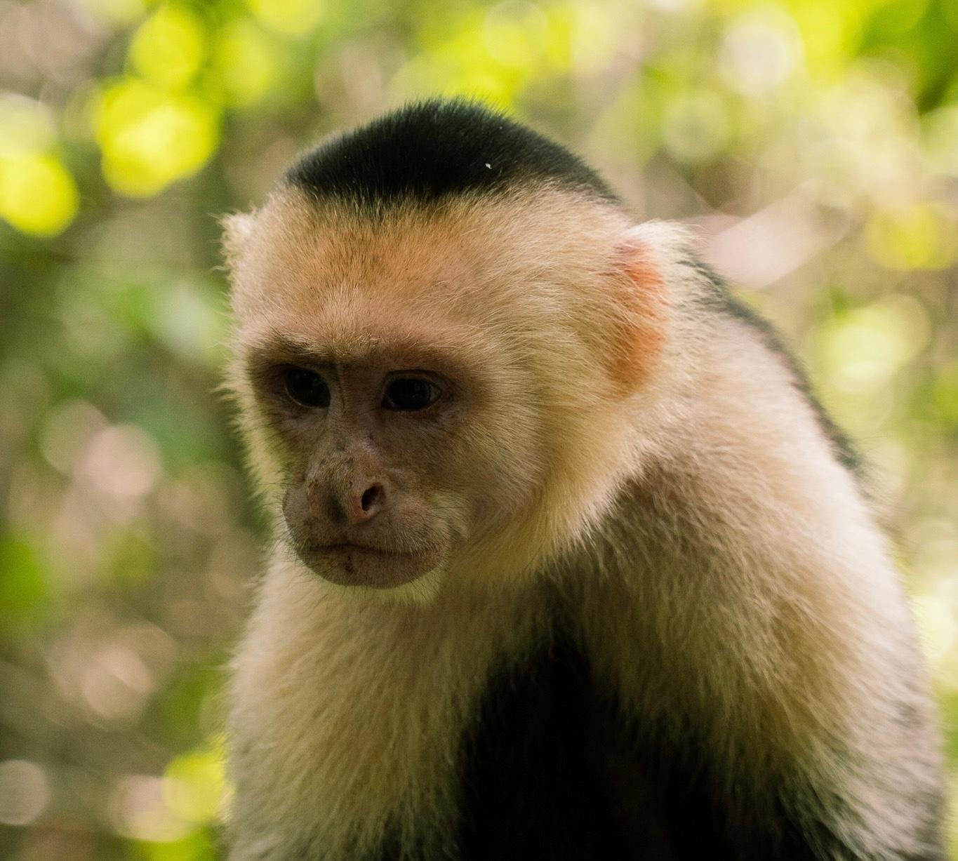 Manuel Antonio National Park: Naturalist-Led Wildlife Walking Tour