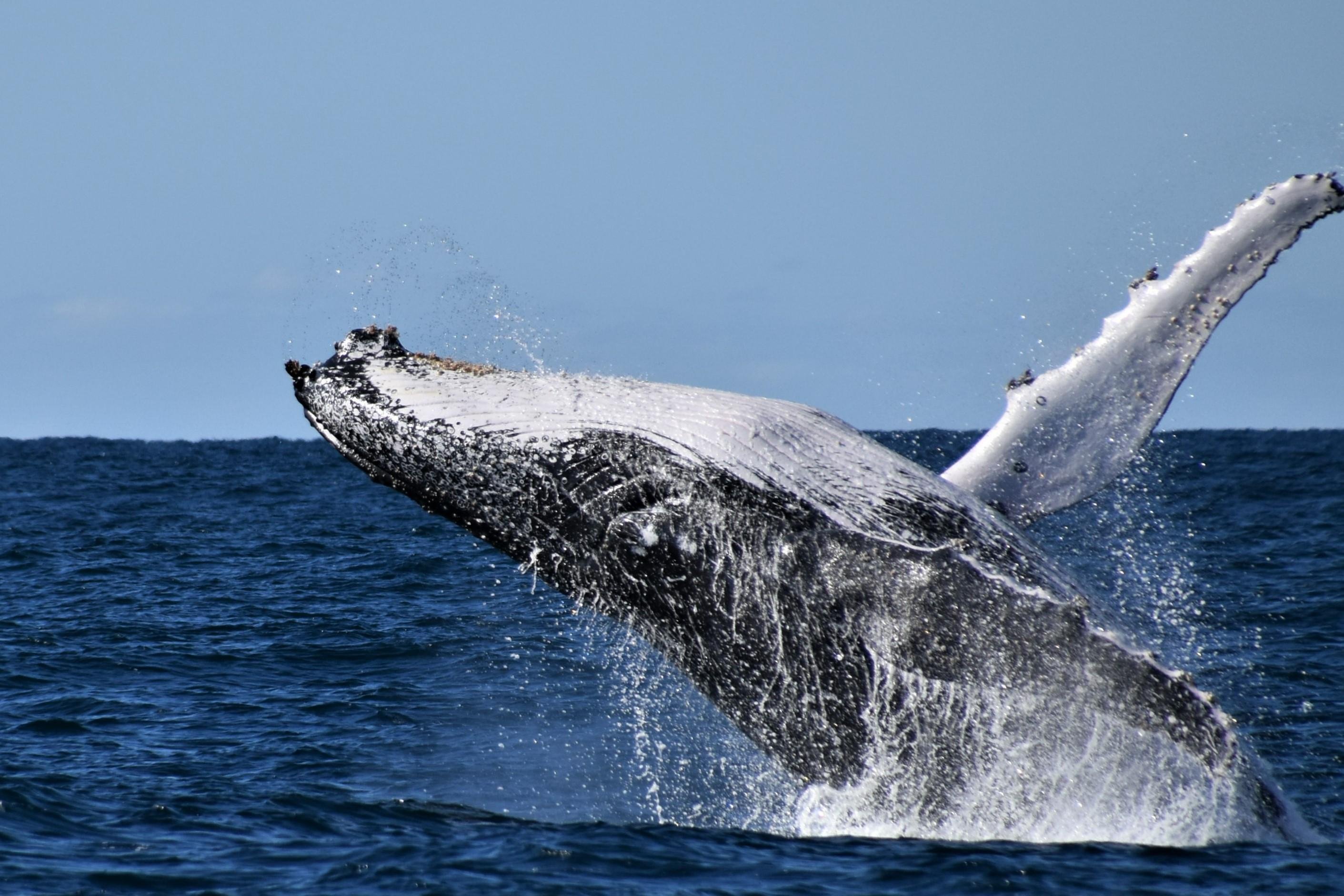 Coffs Harbour Whale Watching Cruise with Morning Tea