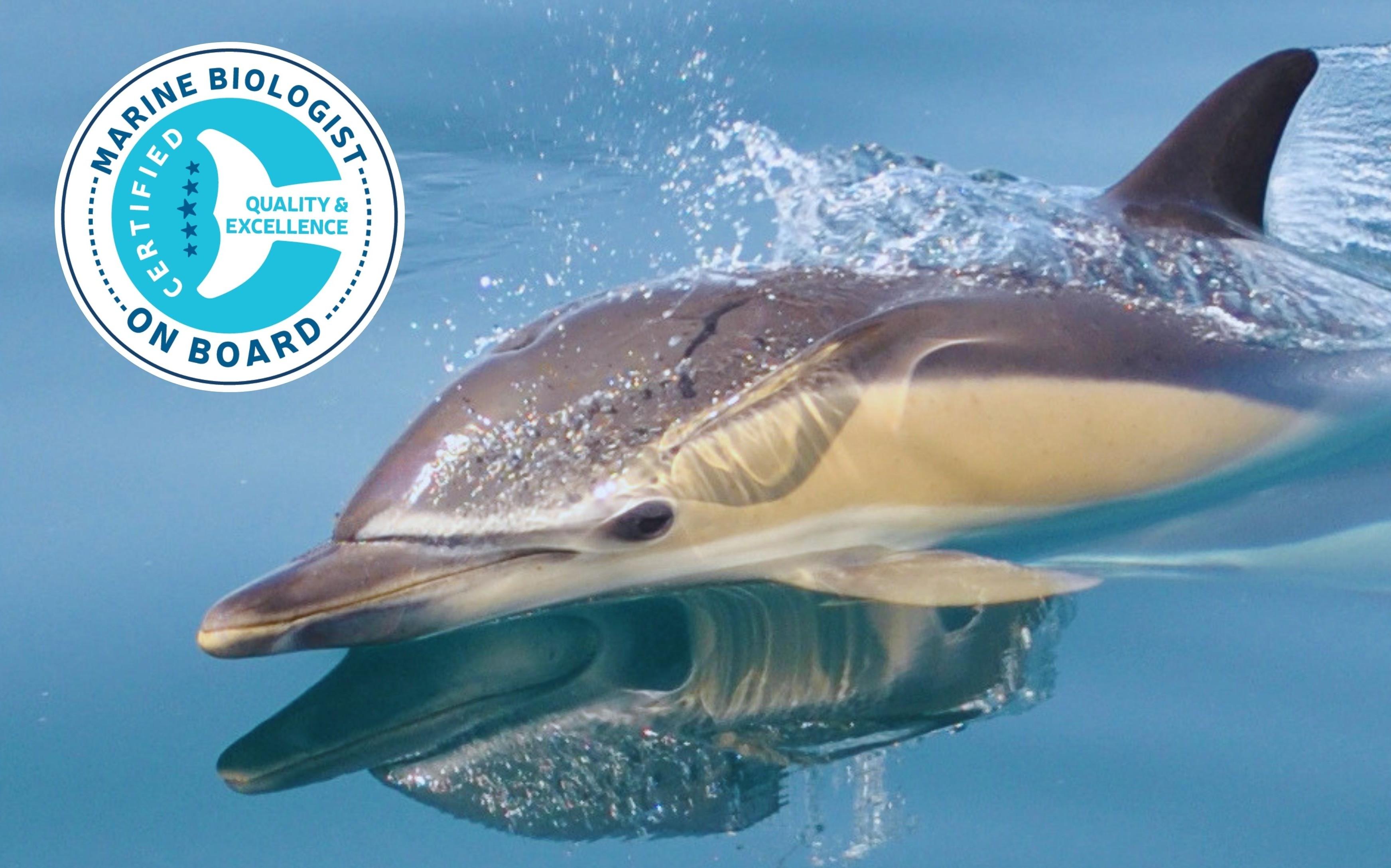 Lagos Dolphin Watching Speedboat Tour with Marine Biologist