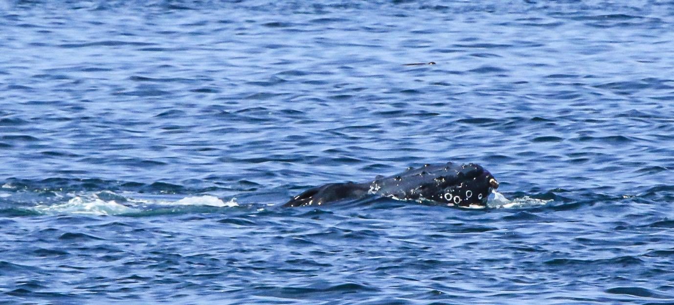 A whale surfacing in choppy water