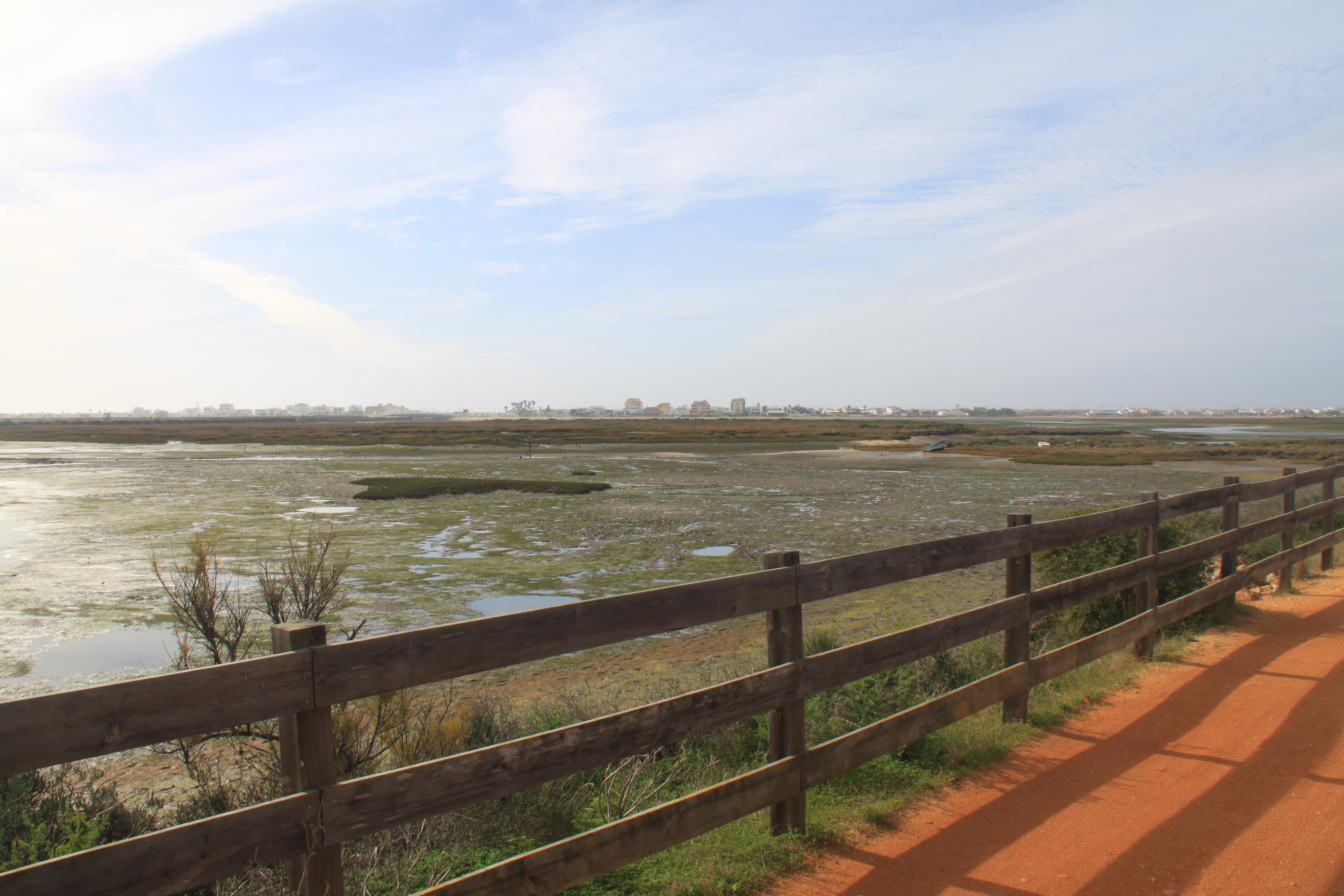 Faro: Ria Formosa Birdwatching