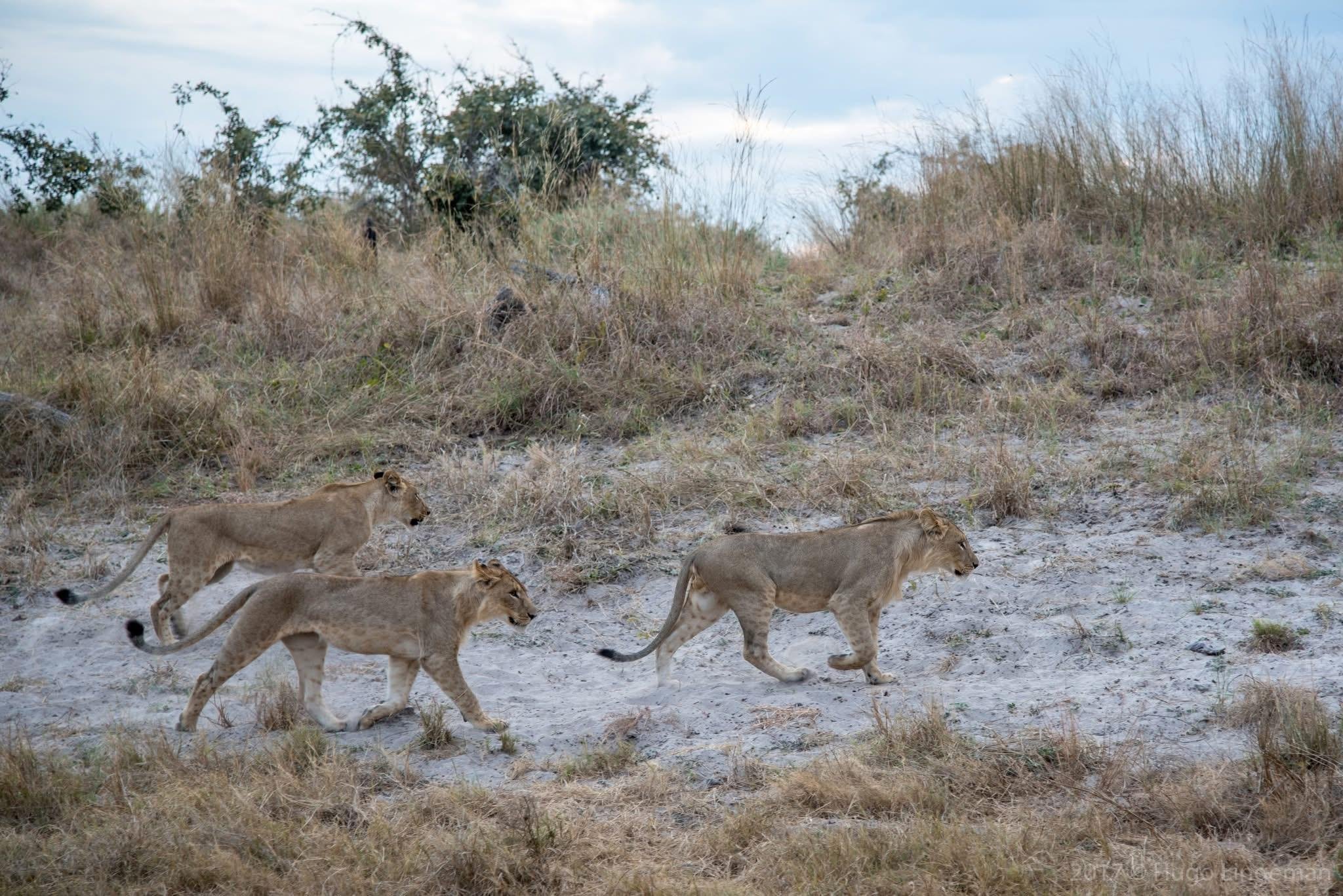 Chobe National Park Full-Day Safari from Livingstone