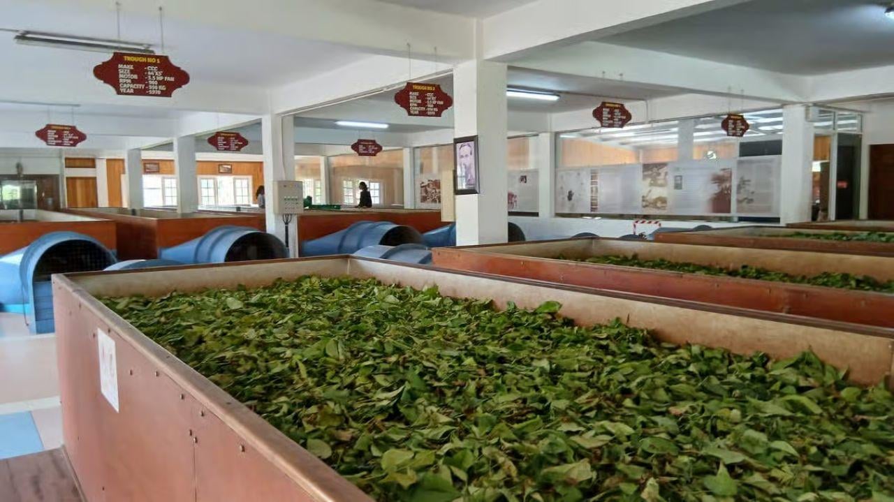 Kandy, Pinnawala & Tea Country Full-Day Excursion