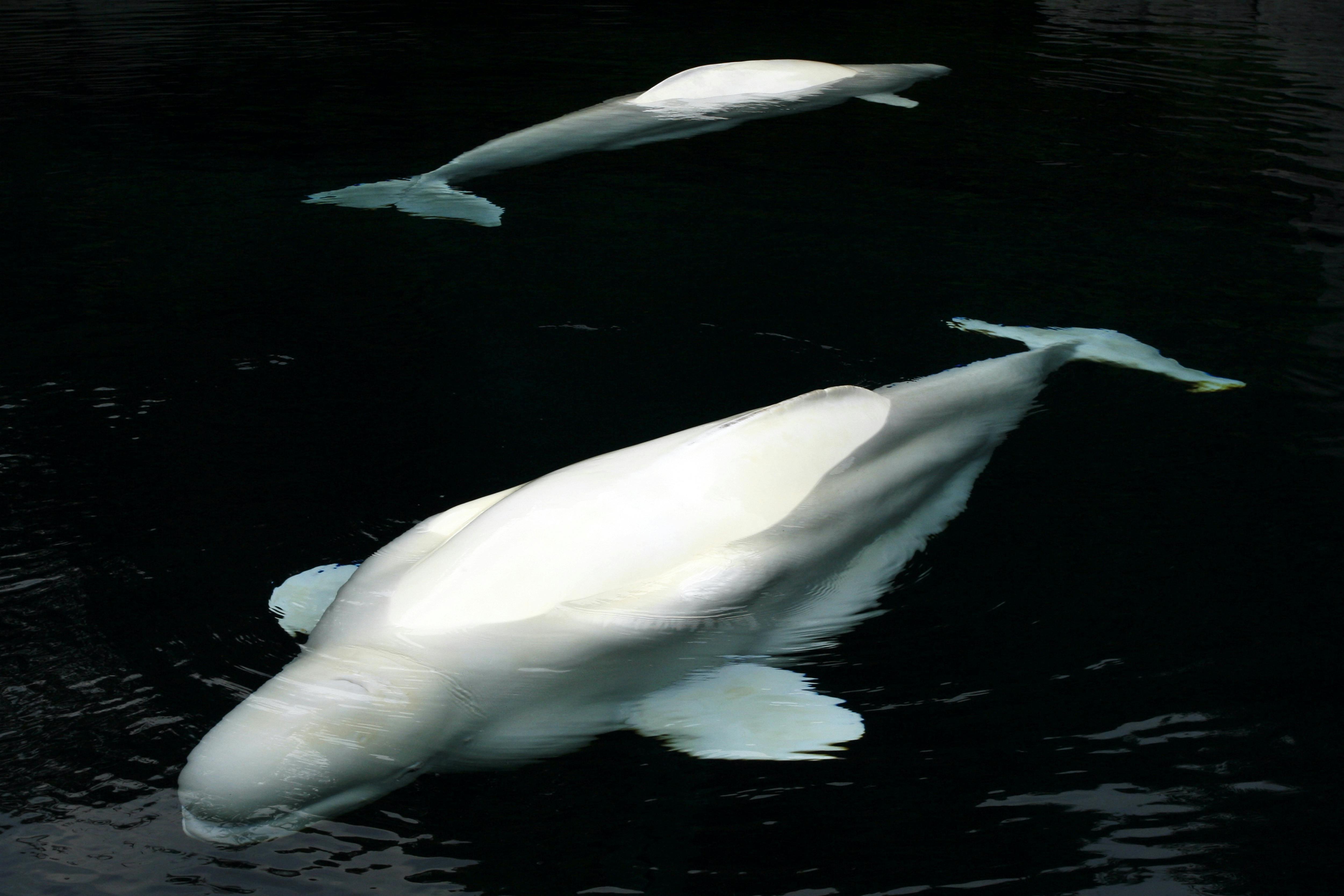 Stanley Park & Aquarium Discovery Tour