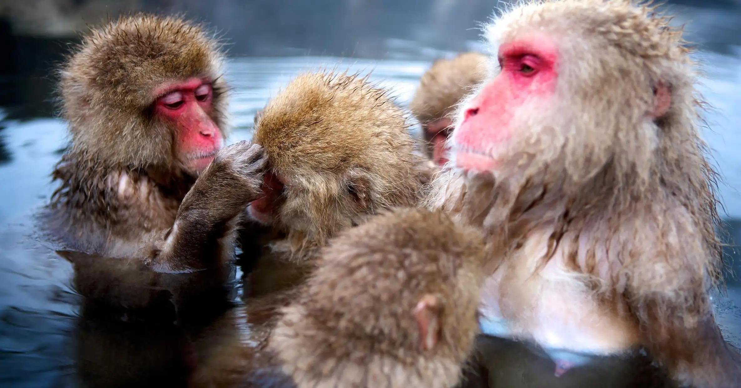 Nagano Snow Monkey Private Day Tour from Tokyo