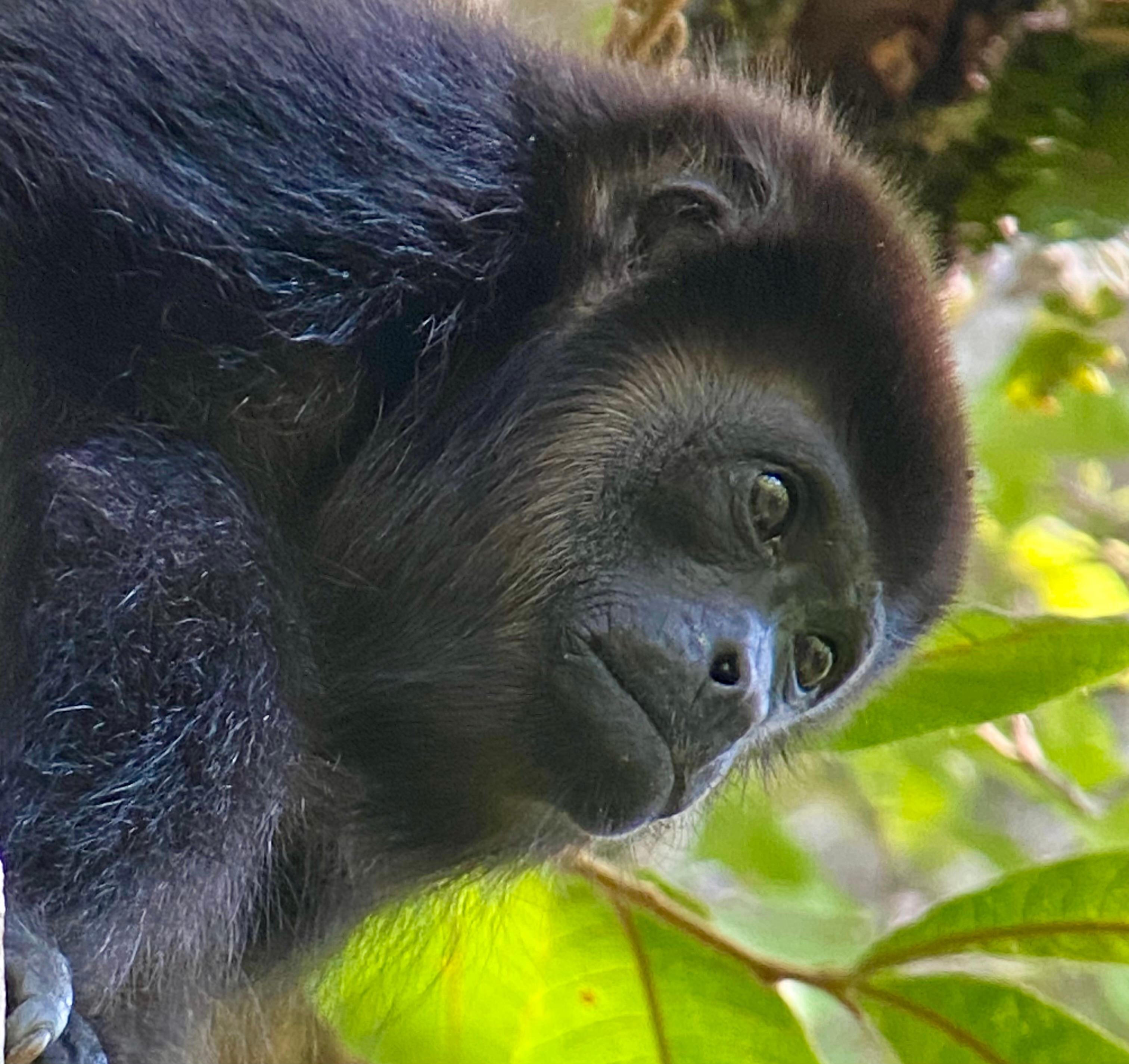 Manuel Antonio National Park: Naturalist-Led Wildlife Walking Tour