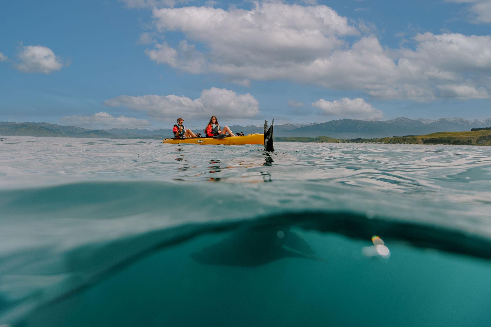 Kaikoura: Seal-Watching Pedal Kayak Tour