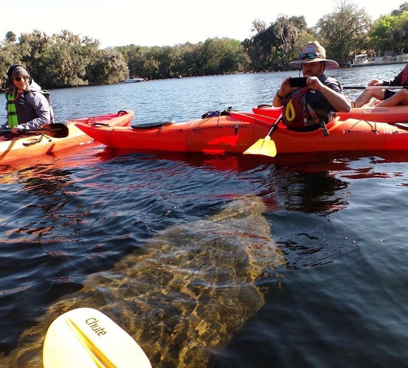 Manatee Kayaking Adventure at Blue Springs