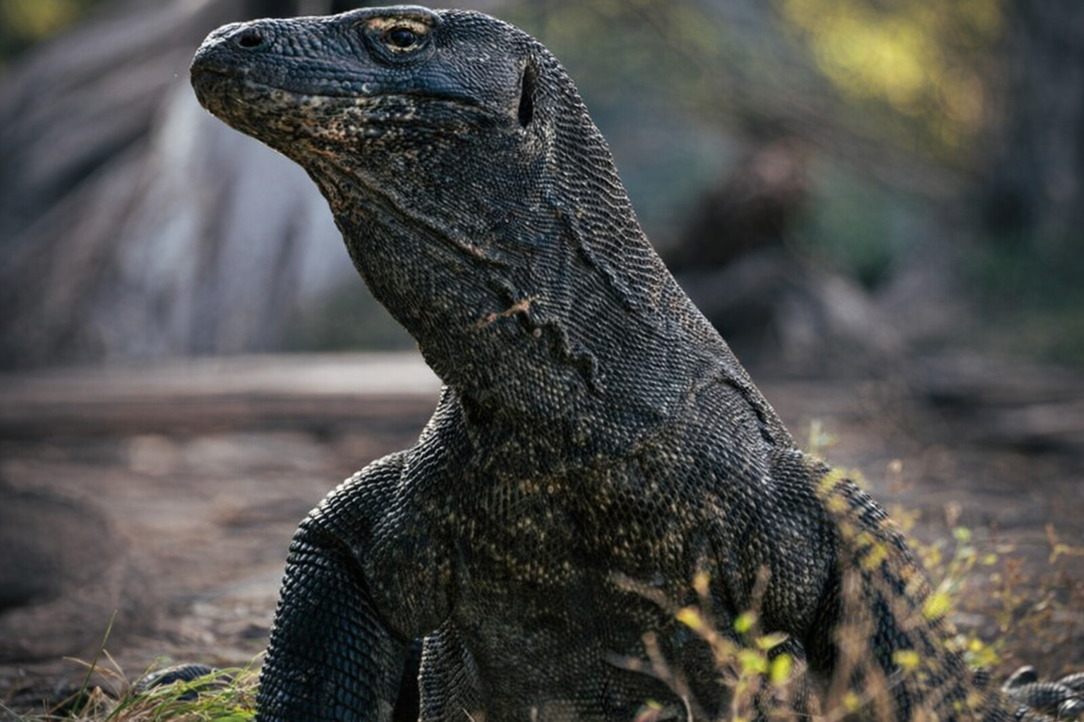 Komodo National Park 3-Day Budget Liveaboard from Labuan Bajo