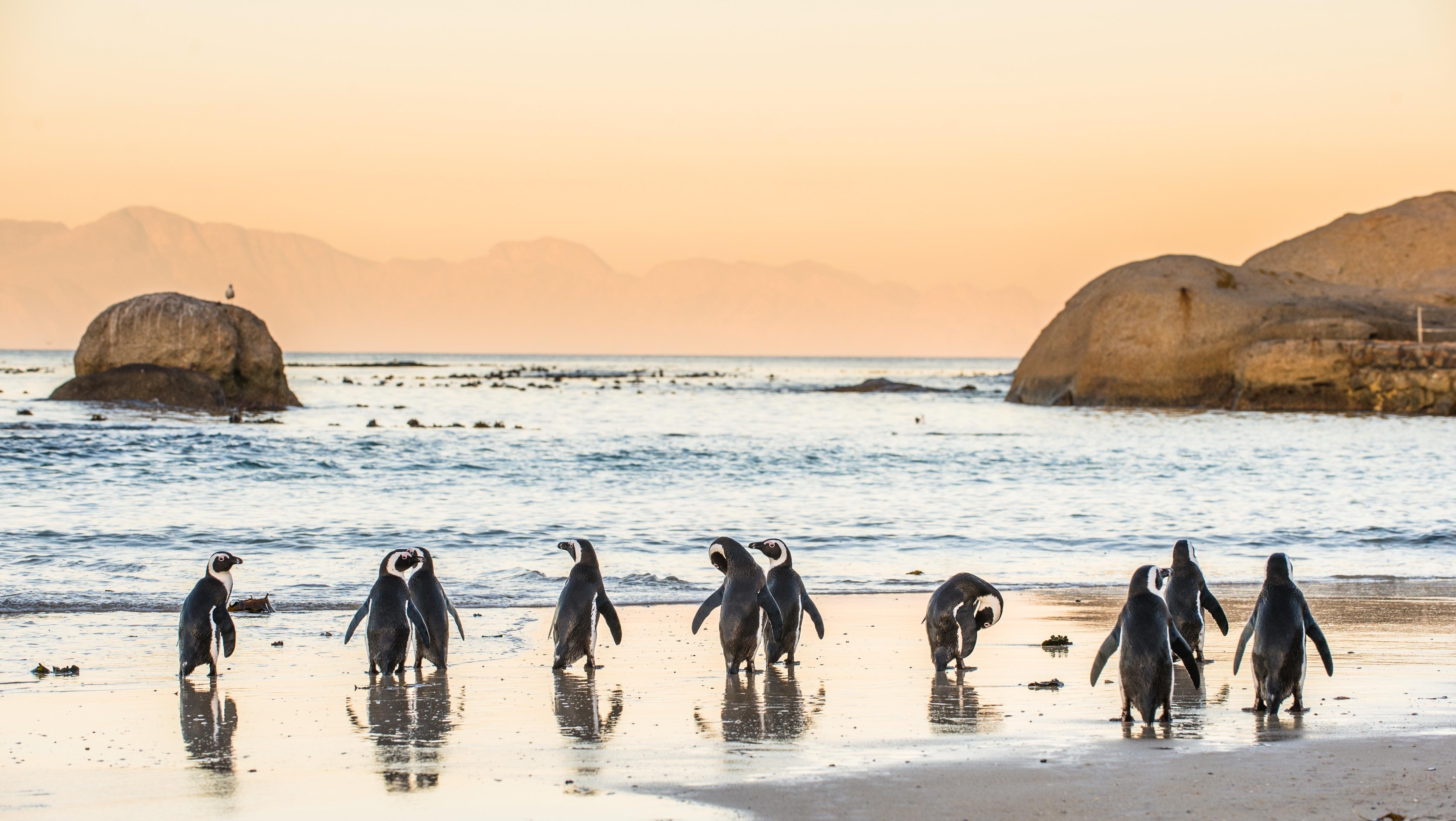 Cape Peninsula & Penguin Colony Half-Day Experience