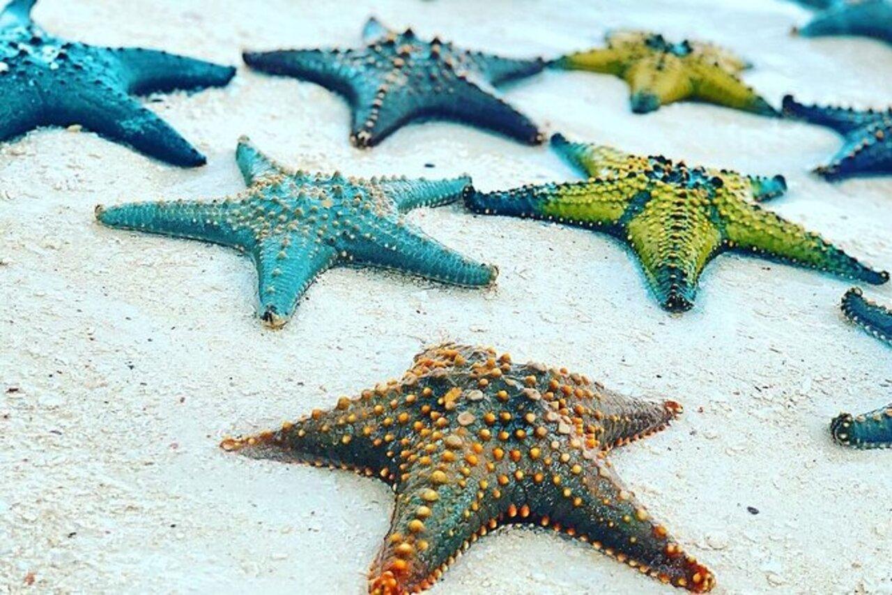 Zanzibar Marine Wonders & The Rock Restaurant Tour