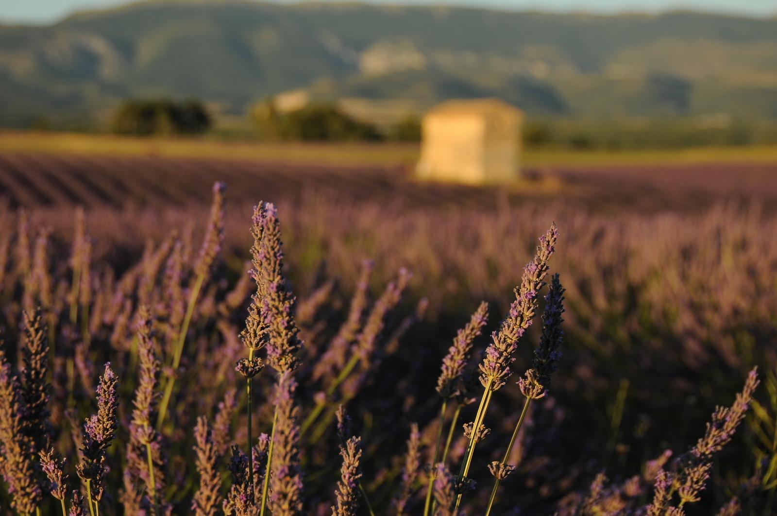 Valensole lavender fields in Provence — guided lavender tour photo 2