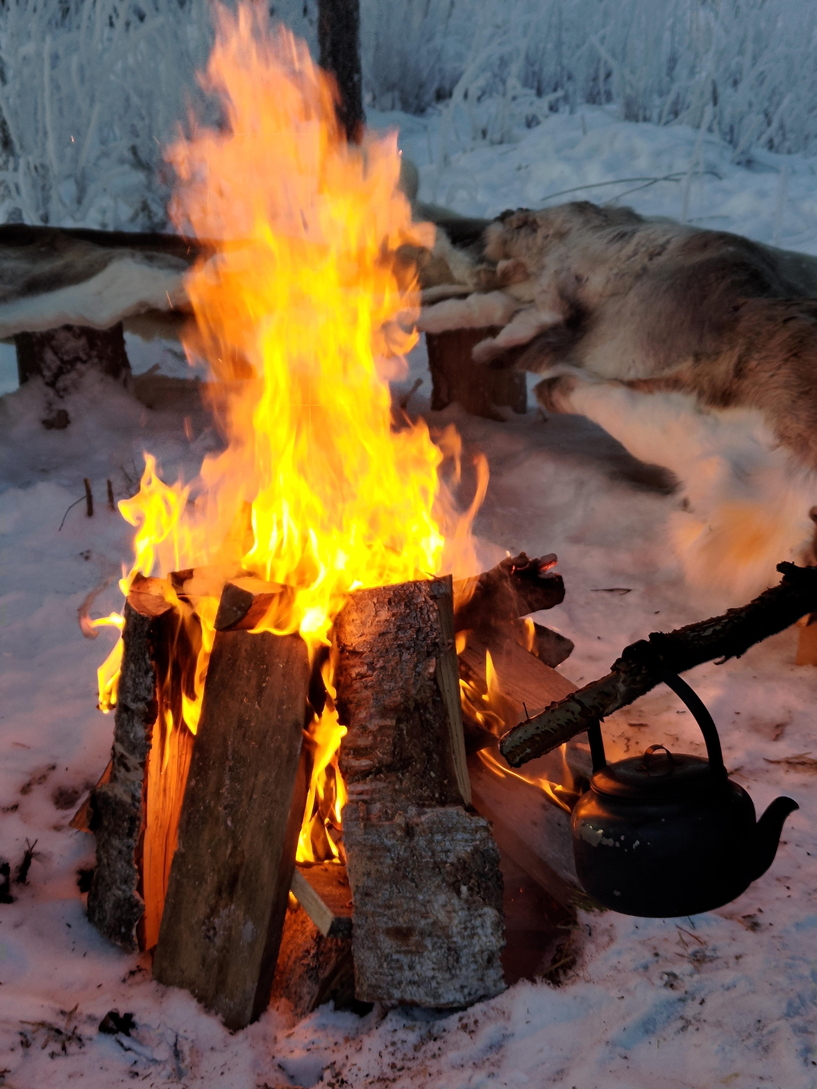 Rovaniemi Reindeer Farm: Herd Encounter & Lapland Culture