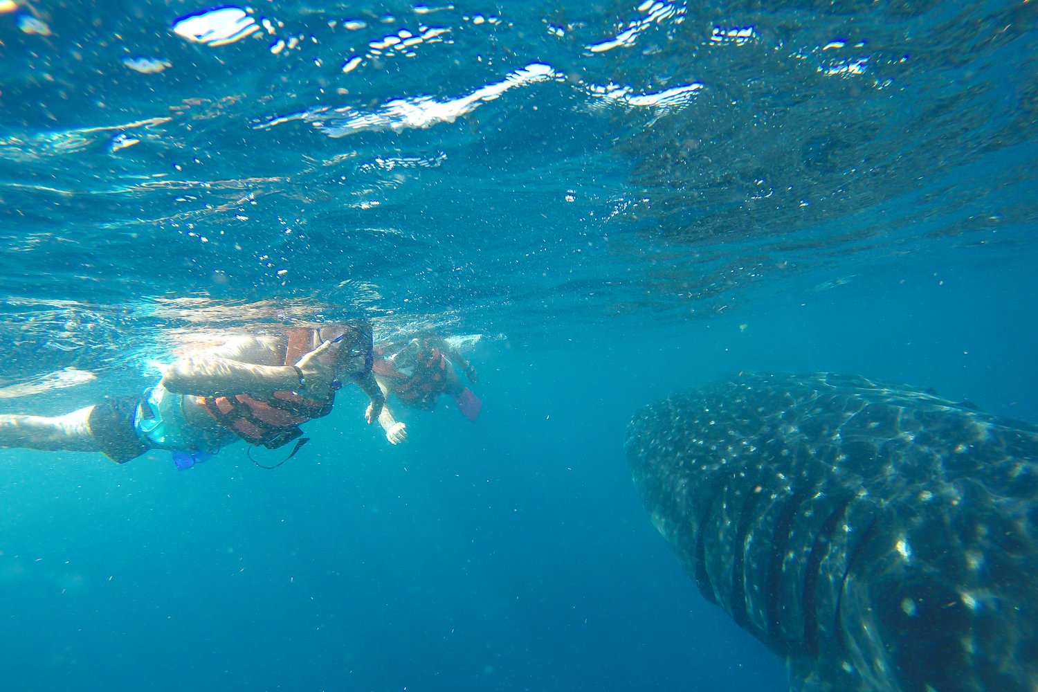 Whale Shark Snorkel Adventure from Playa del Carmen