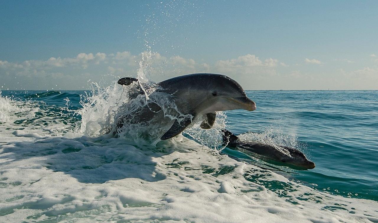 Dolphin Excursion with Flippers Fun Boat
