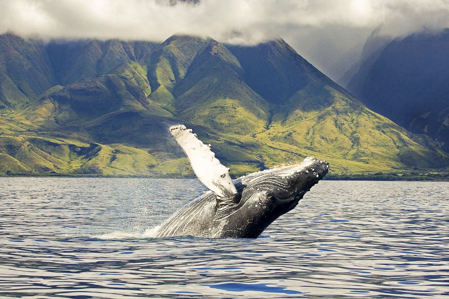 West Oahu Humpback Whale Watching Sail