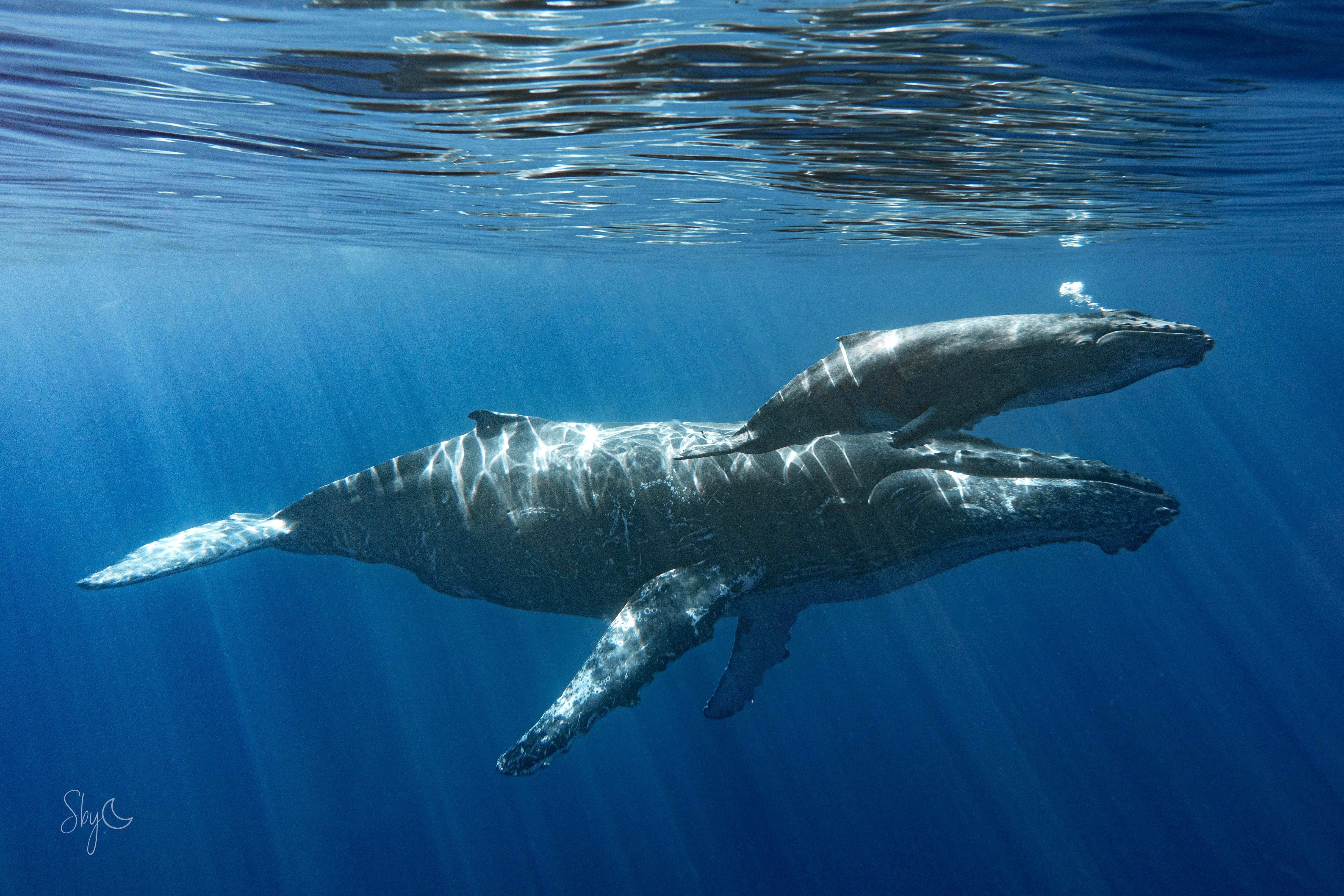 Saint-Gilles Dolphin & Whale Swim Experience