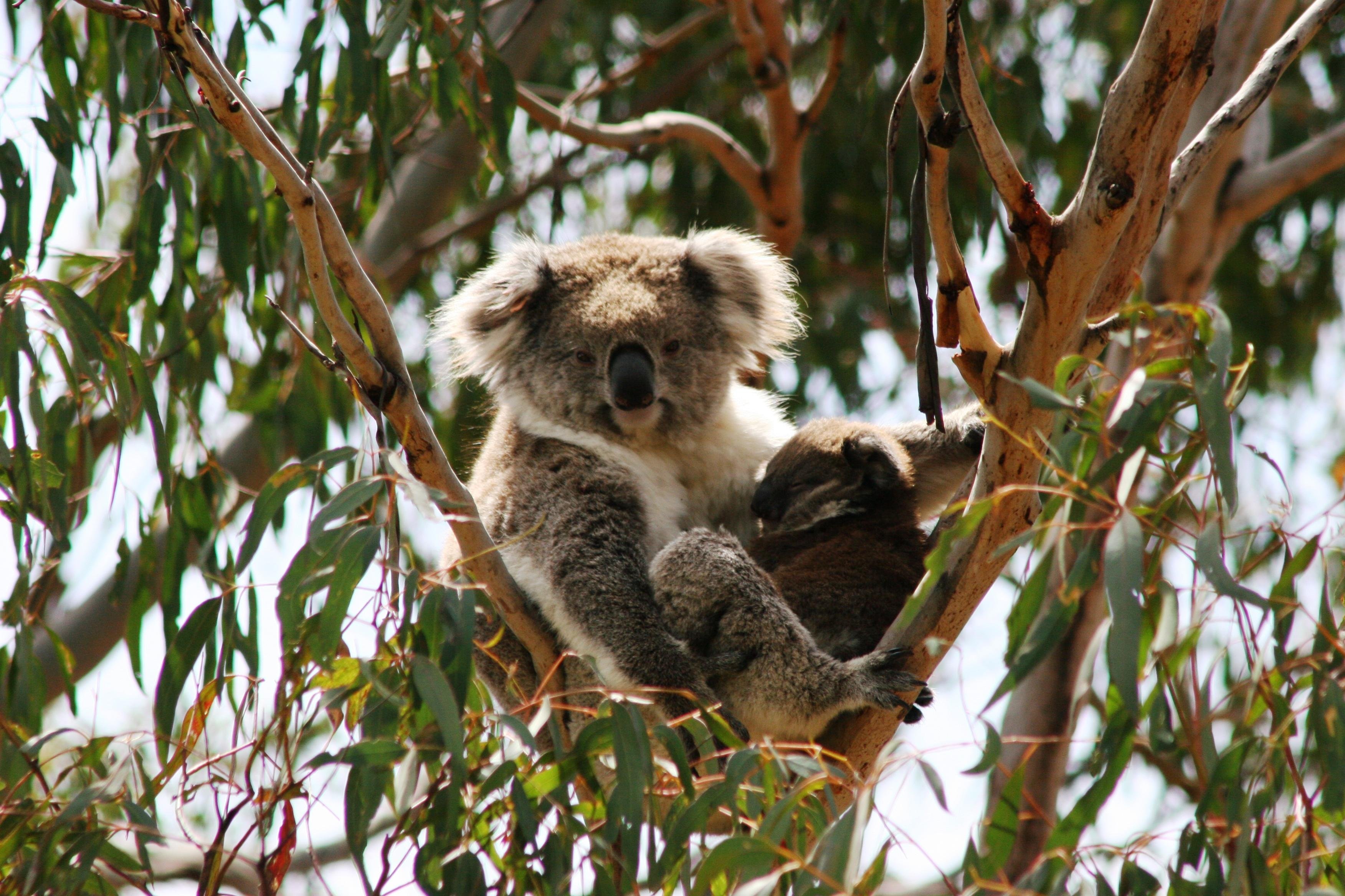 Phillip Island Penguin Parade & Koala Wildlife Tour