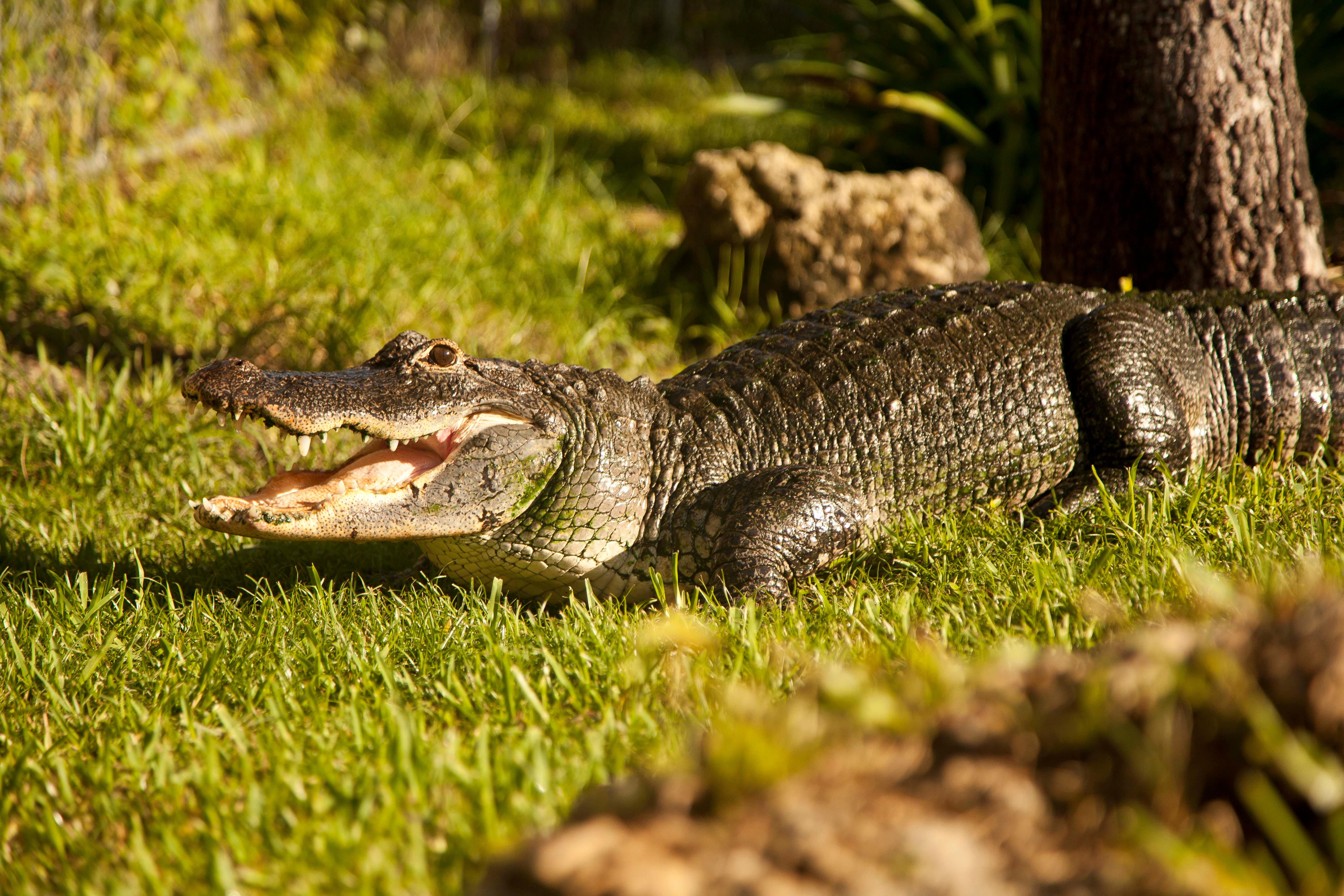 Everglades Airboat Safari & Wildlife Exhibit from Miami