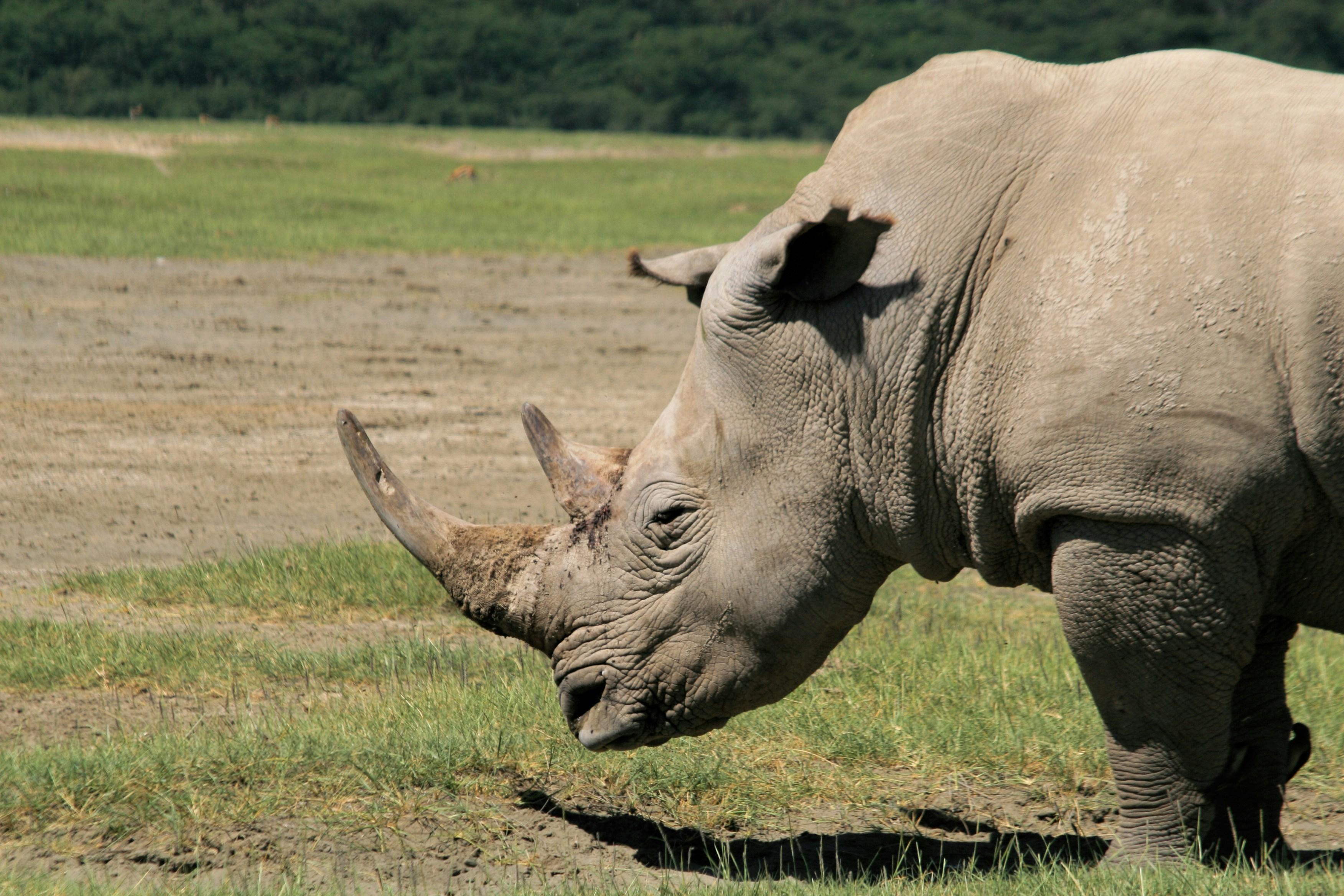 3-Day Private Masai Mara Safari from Nairobi
