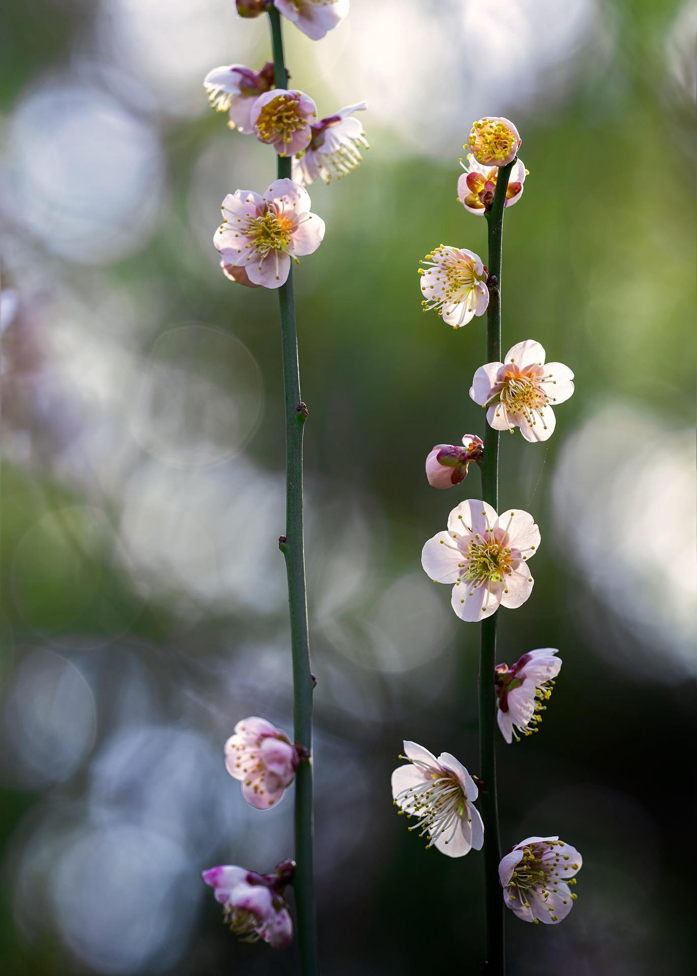Osaka: Nagai Park & Botanical Garden Private Photo Walk