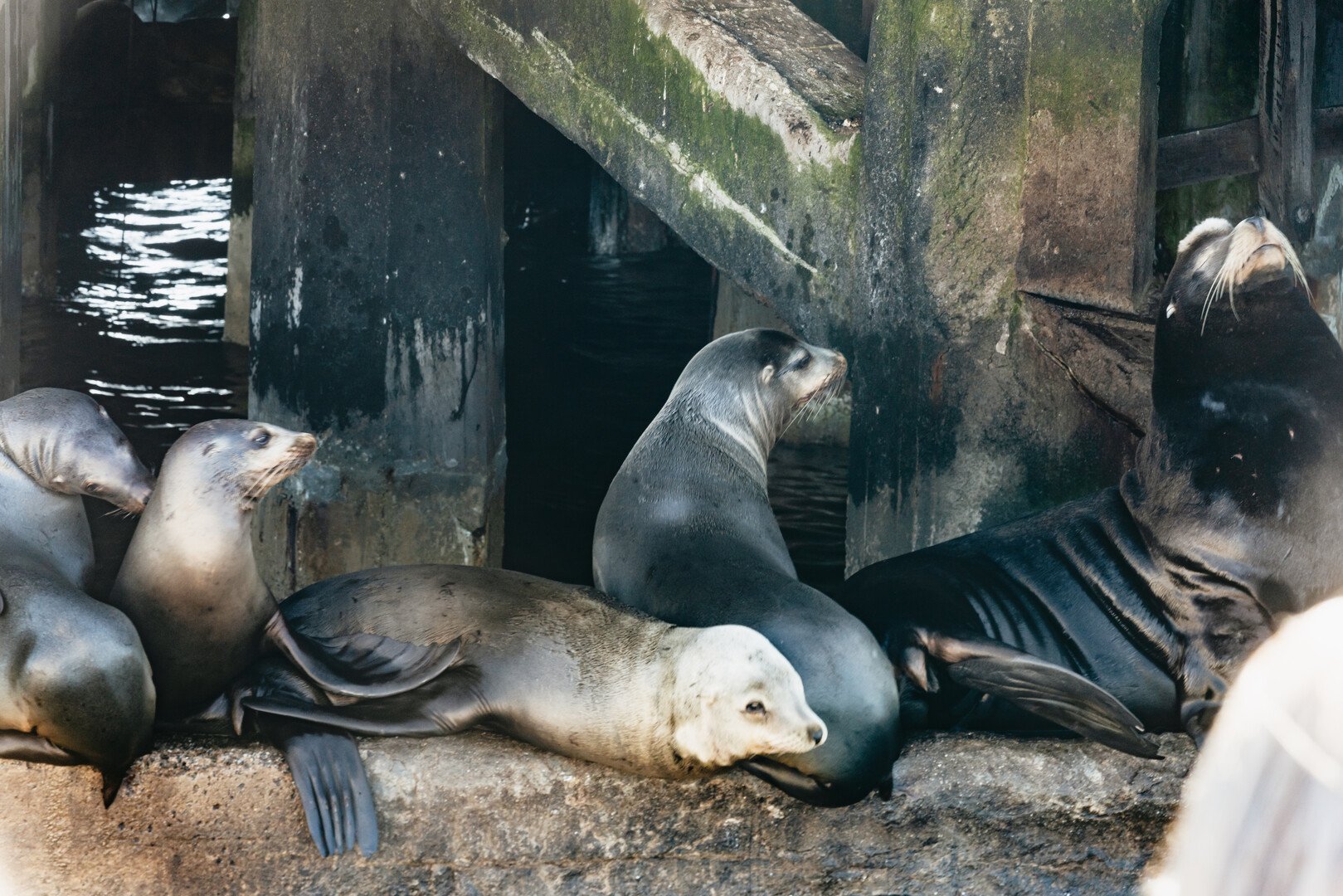 Monterey Bay whale watching tour — whales and marine wildlife — image 5