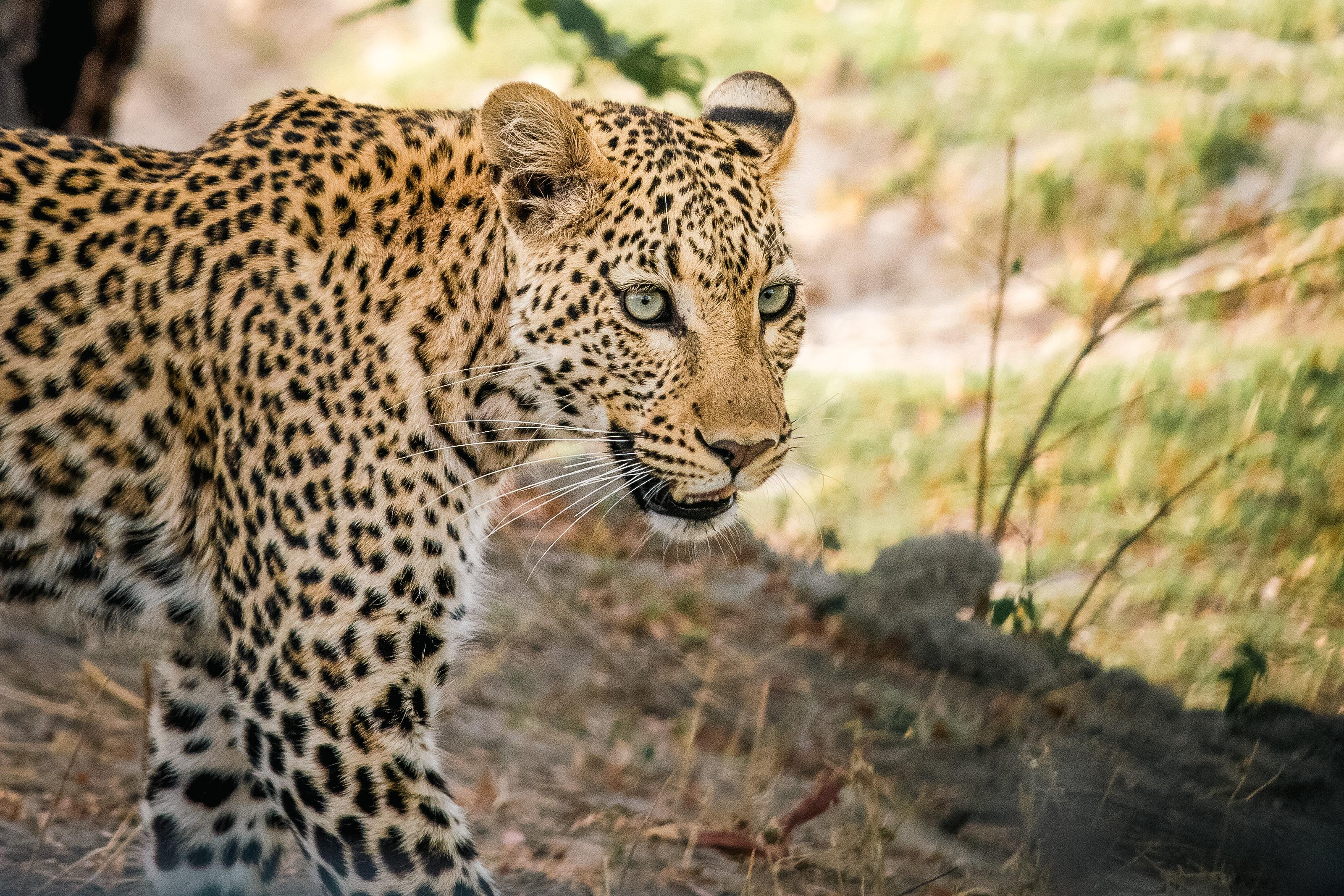 2-Day Chobe National Park Safari from Victoria Falls
