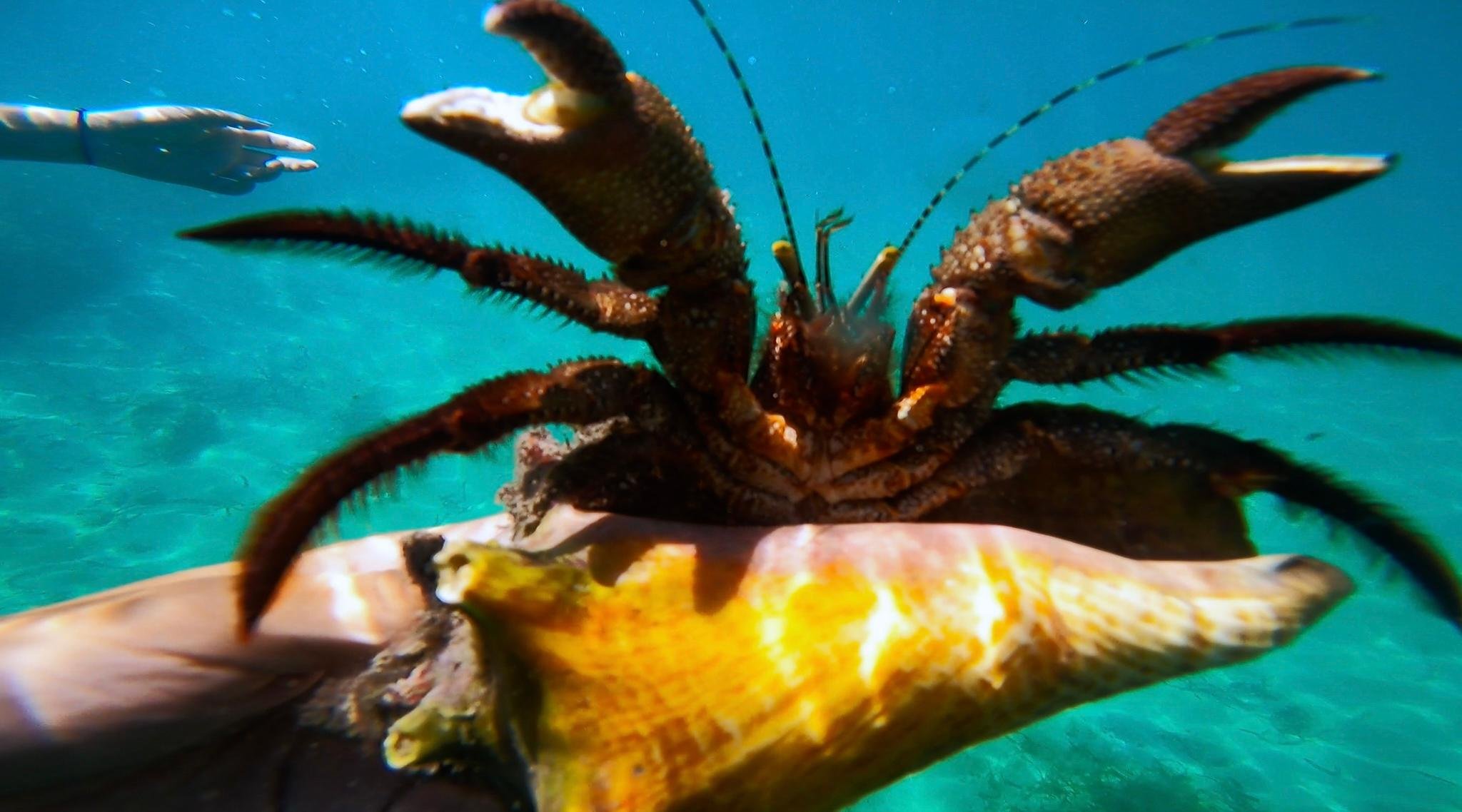 San Juan Snorkel: Sea Turtles, Manatees & Rum