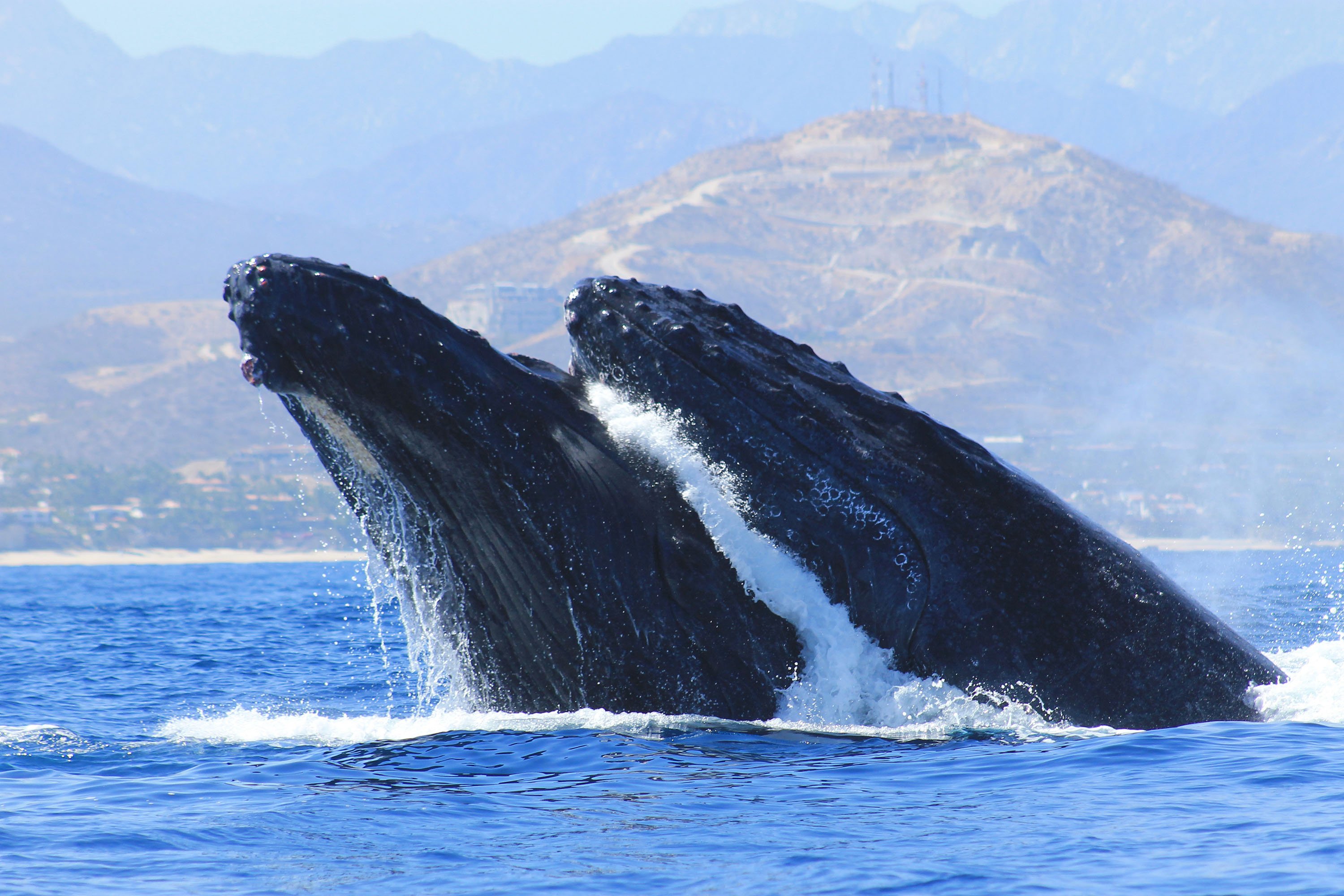 Los Cabos Whale Watching with Transport & Photos