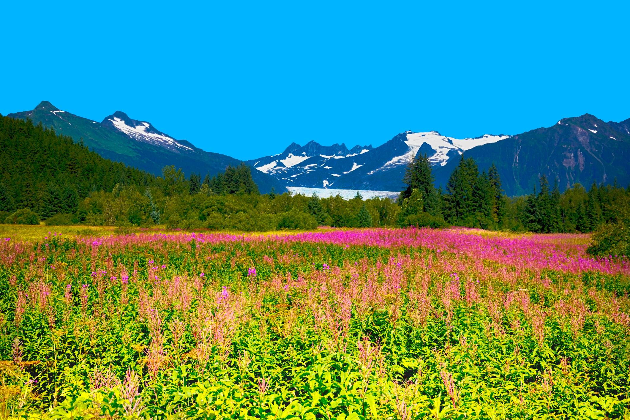Juneau Scenic City & Glacier View Bus Tour