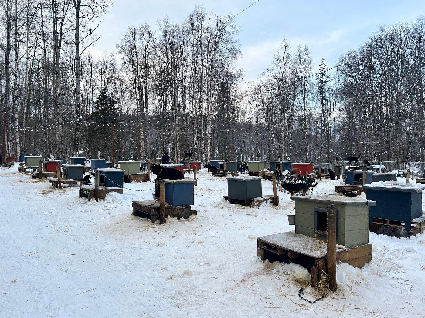 dog sledding in Anchorage — photo 8