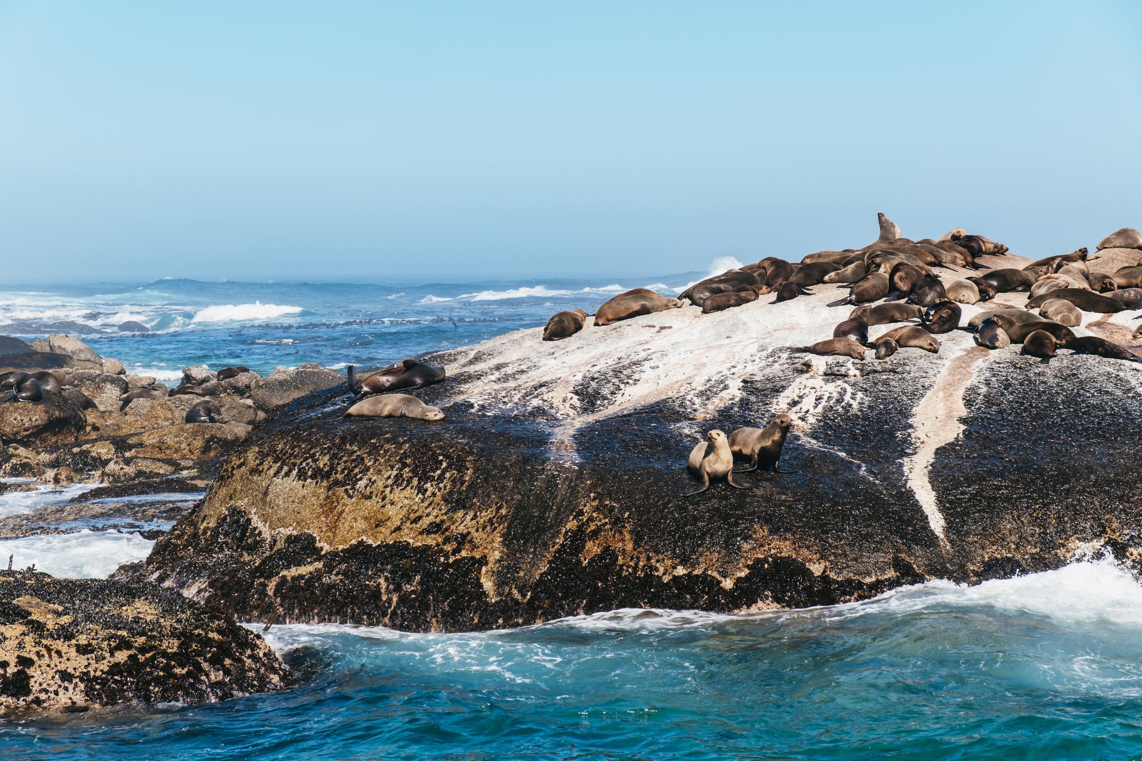 Cape Peninsula & Boulders Penguin Colony Full-Day Tour