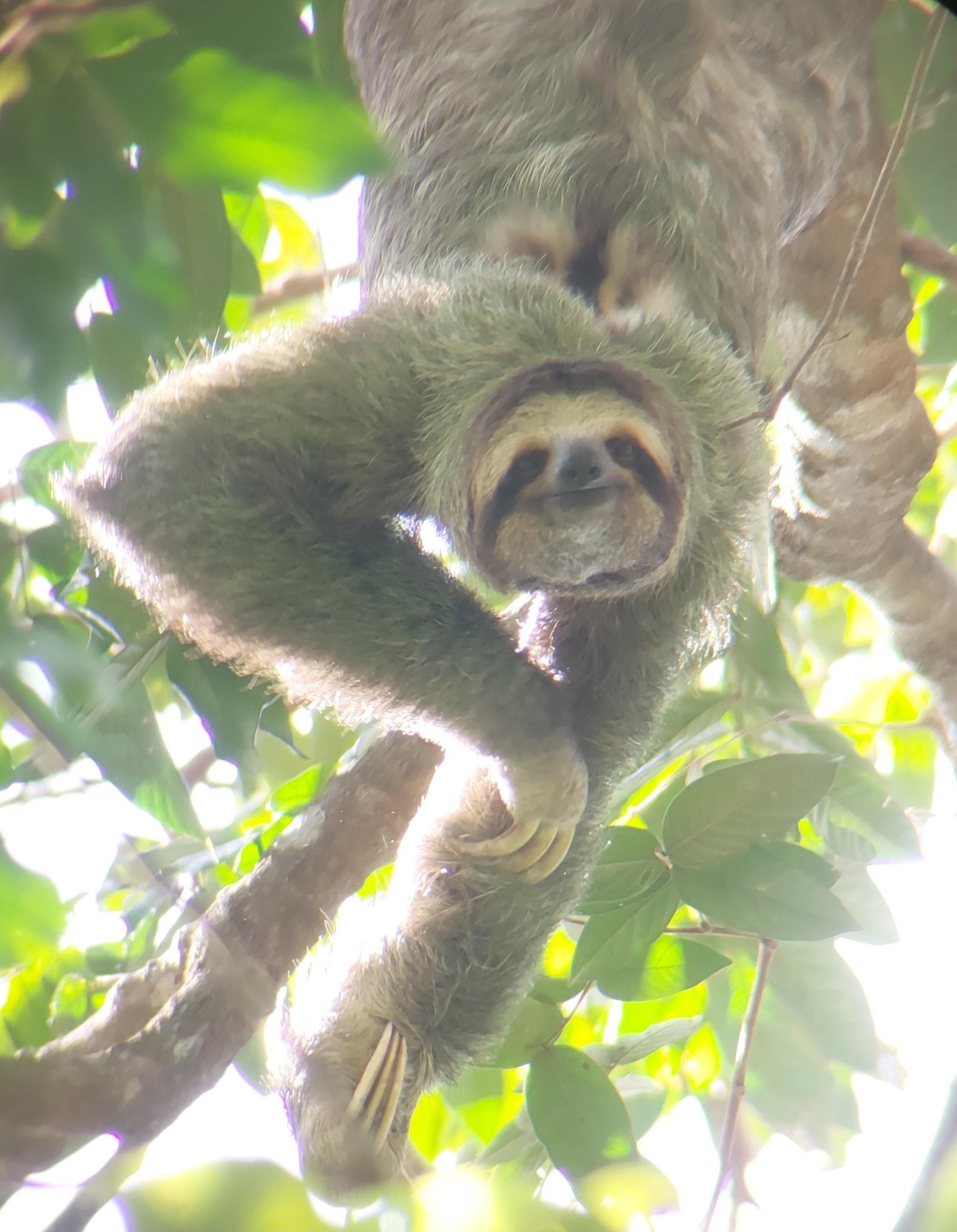 Manuel Antonio National Park: Expert-Guided Wildlife Hike