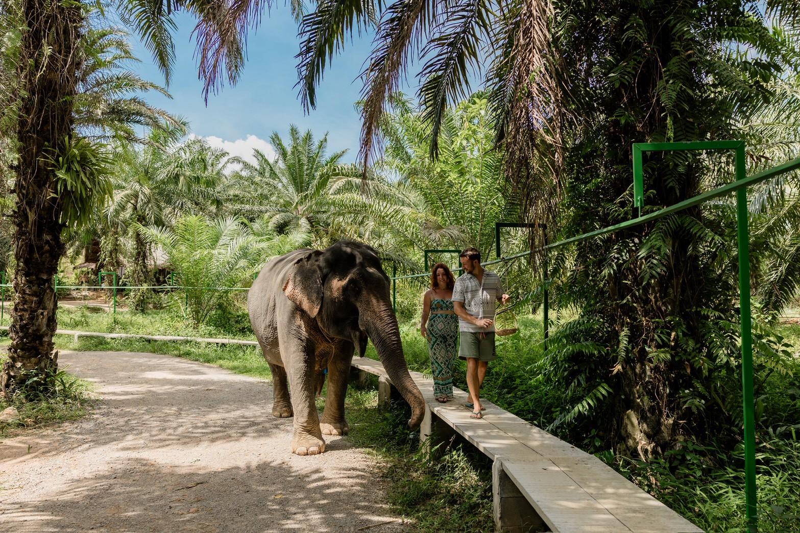 Khao Sok Elephant Rescue & Bamboo River Raft from Krabi