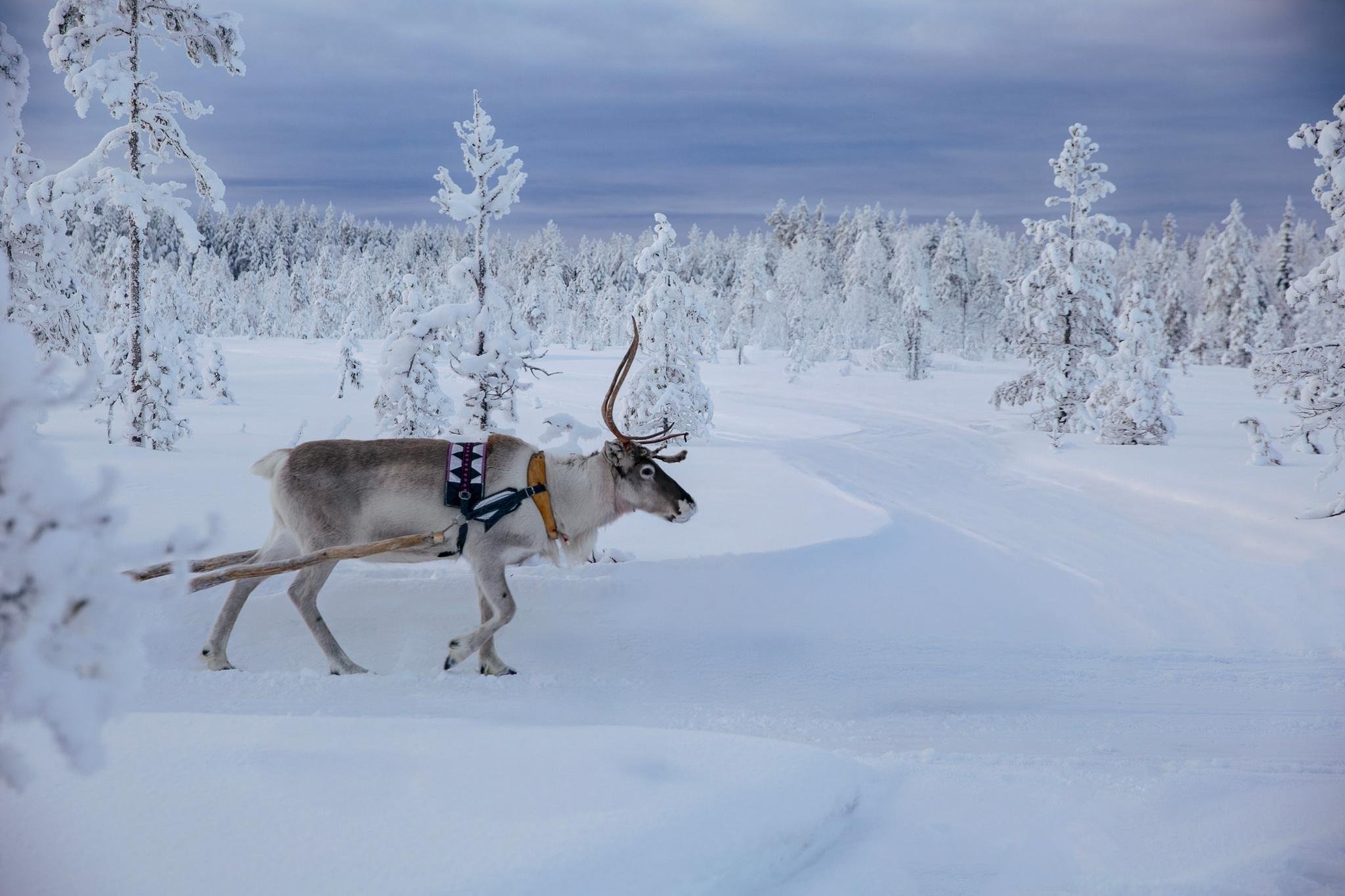 Rovaniemi Reindeer Safari & Sled Ride with Sámi Heritage